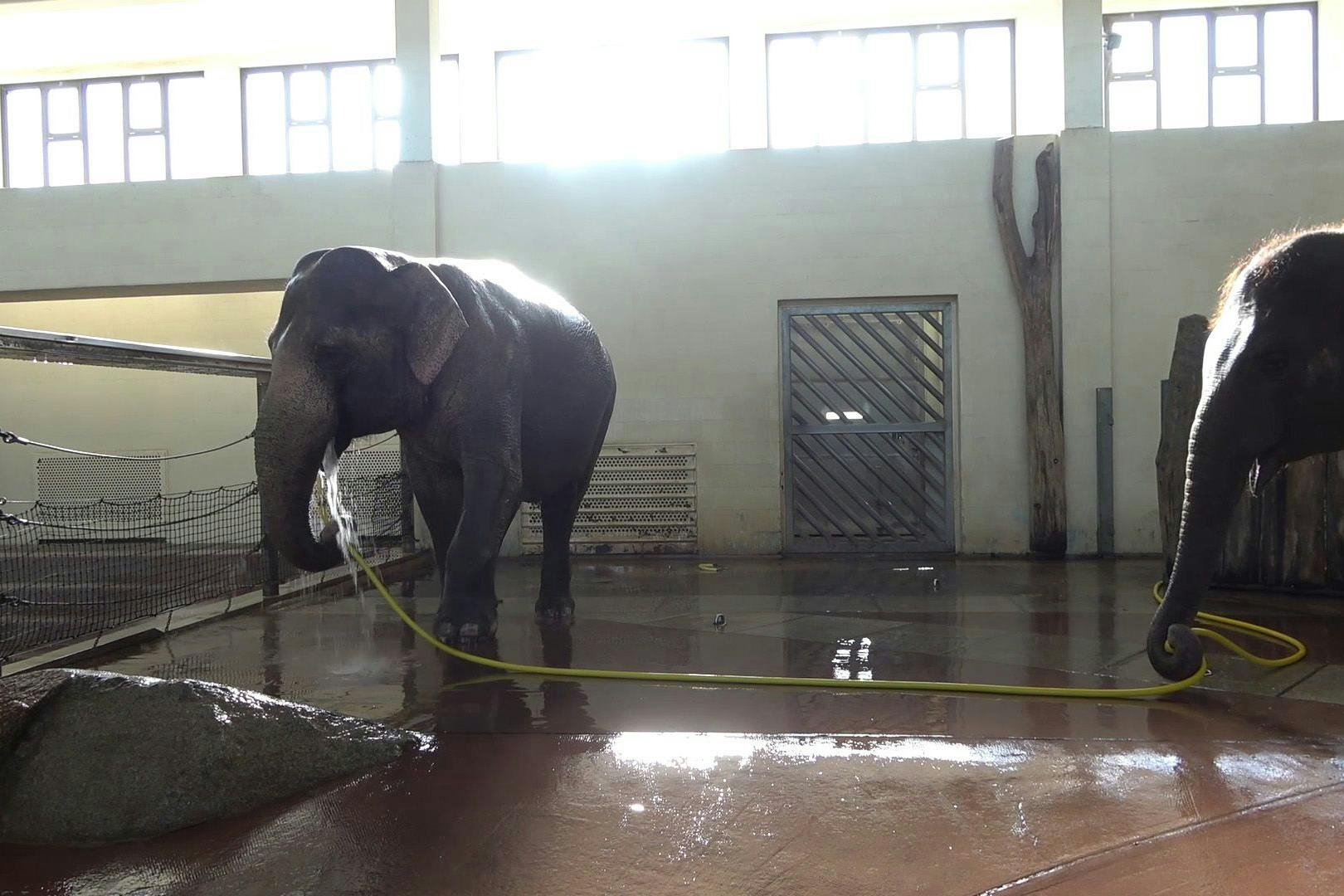 Das Handout aus dem Jahr 2023 zeigt, wie die Elefantenkuh Anchali (r) im Berliner Zoo das Duschen von Elefantenkuh Mary (l) behindert. Mary benutzt einen Wasserschlauch zum Duschen, obwohl sich Elefanten normalerweise mithilfe ihres Rüssels abspritzen, wie eine Studie von Forschern der Berliner Humboldt-Universität und des Zoos belegt.