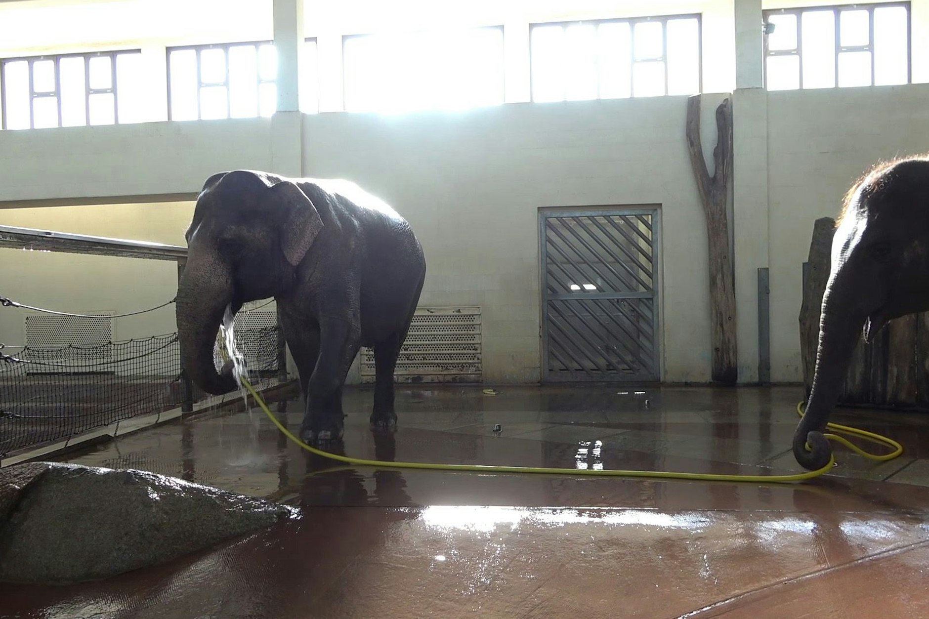 Das Handout aus dem Jahr 2023 zeigt, wie die Elefantenkuh Anchali (r) im Berliner Zoo das Duschen von Elefantenkuh Mary (l) behindert. Mary benutzt einen Wasserschlauch zum Duschen, obwohl sich Elefanten normalerweise mithilfe ihres Rüssels abspritzen, wie eine Studie von Forschern der Berliner Humboldt-Universität und des Zoos belegt. 
