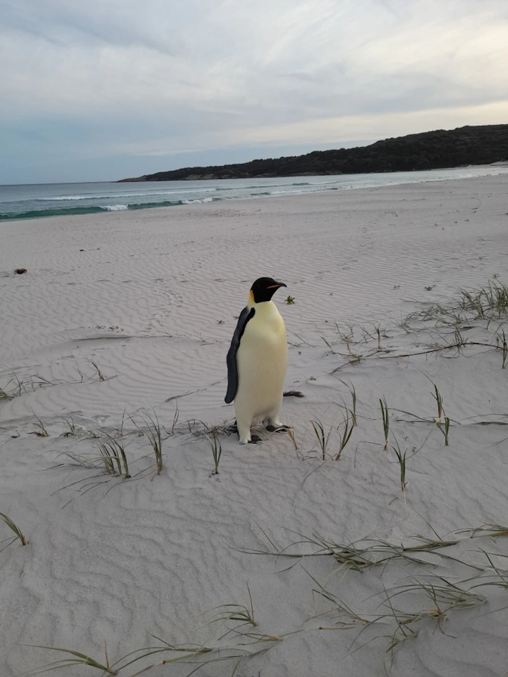 Sensation! Südpol-Pinguin watschelt in Australien aus dem Meer