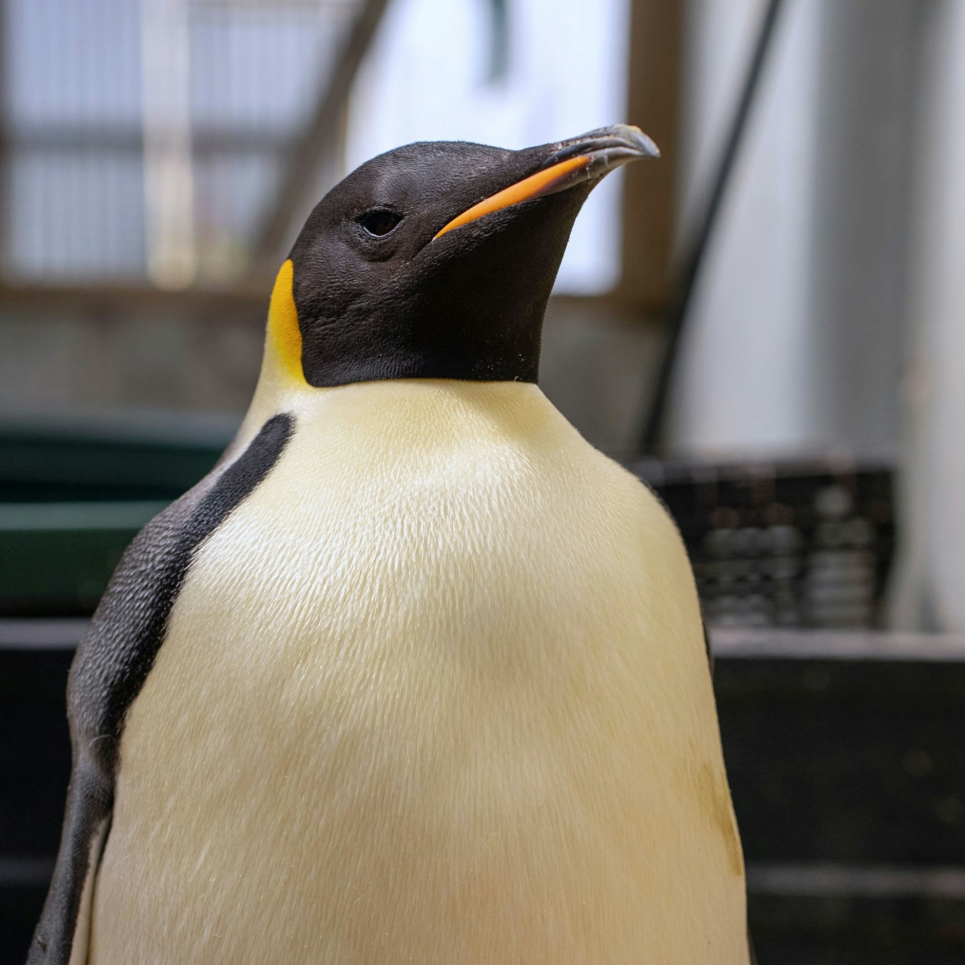 Der Kaiserpinguin, der Gus getauft wurde, wird jetzt in Australien von einer Vogelpflegerin betreut.