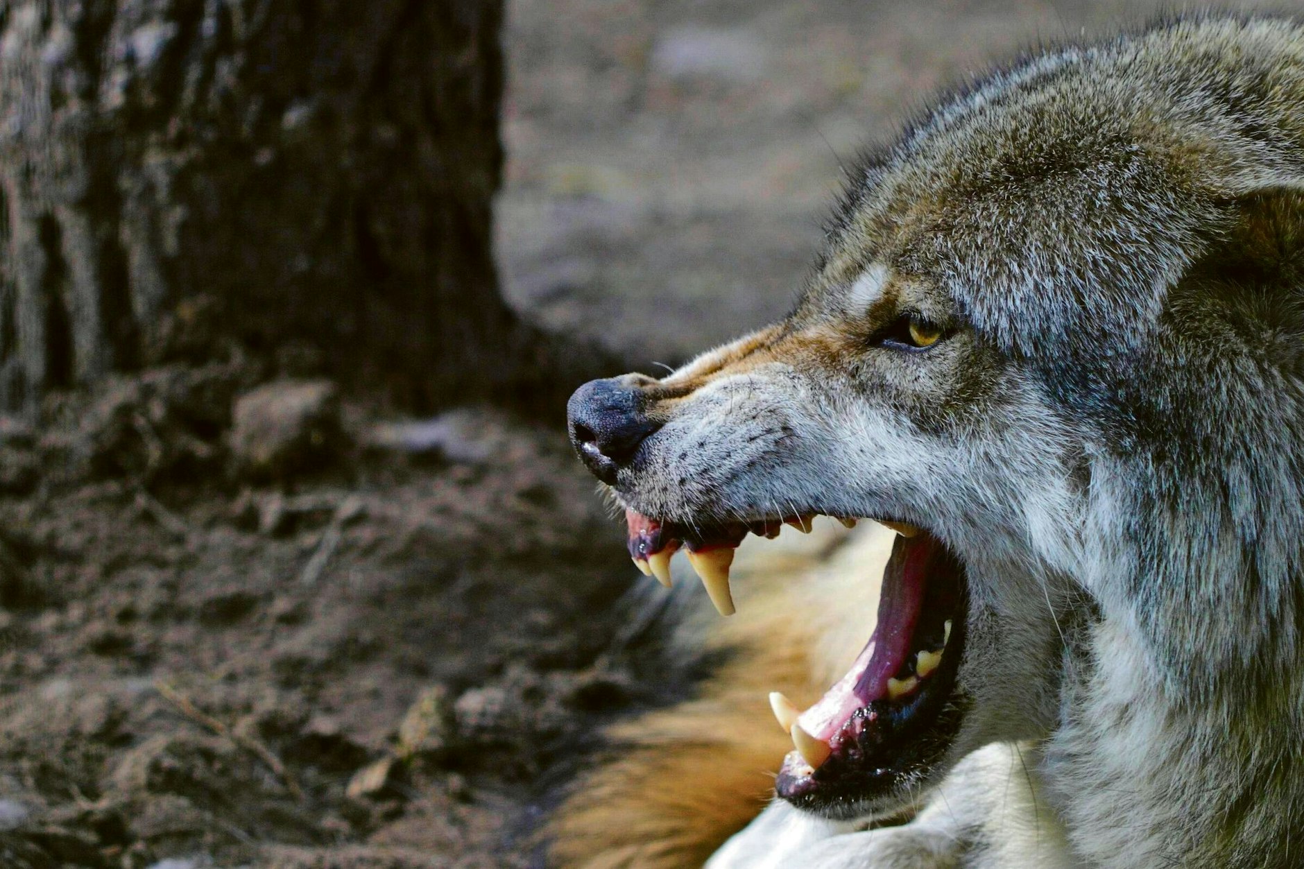 Ein Wolf fletscht die Zähne. In Gusow-Platkow wird jetzt Schildern vor Wölfen gewarnt.