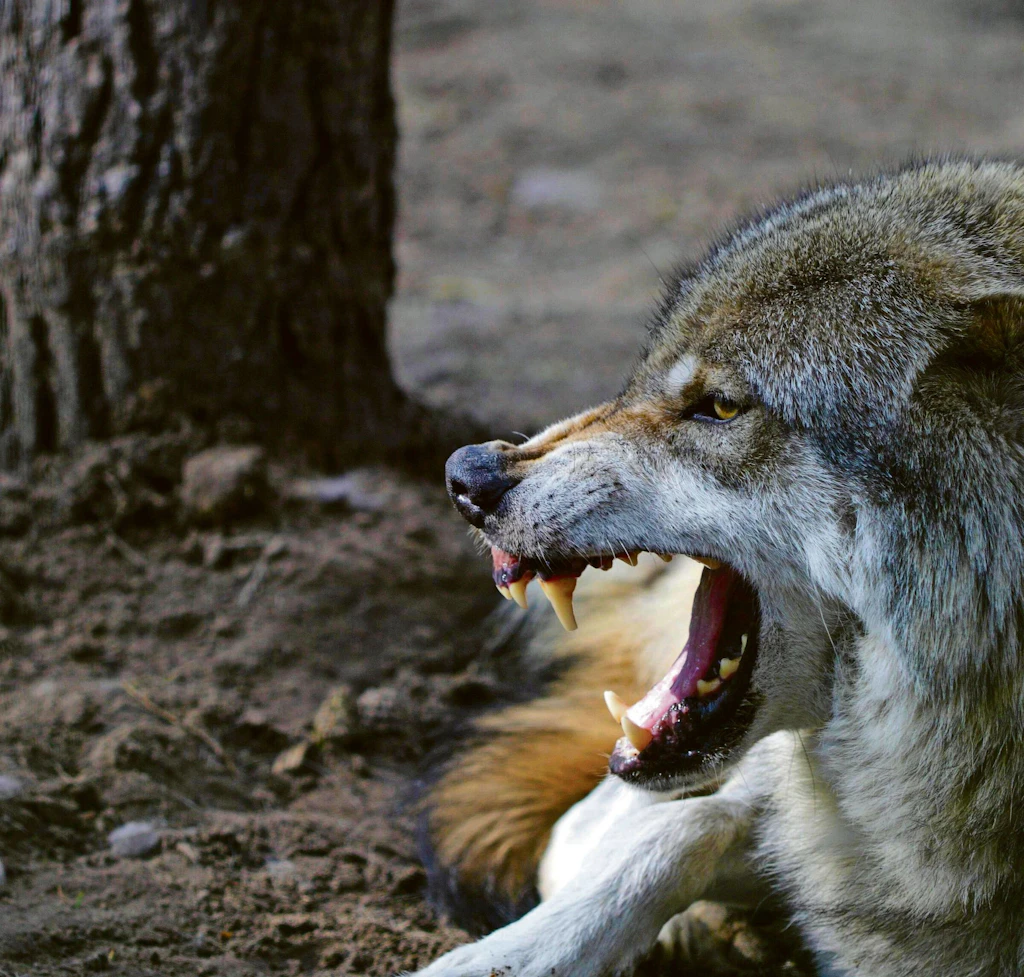 „Achtung Wolfsgebiet!“: Erstes Amt warnt Spaziergänger und Eltern!