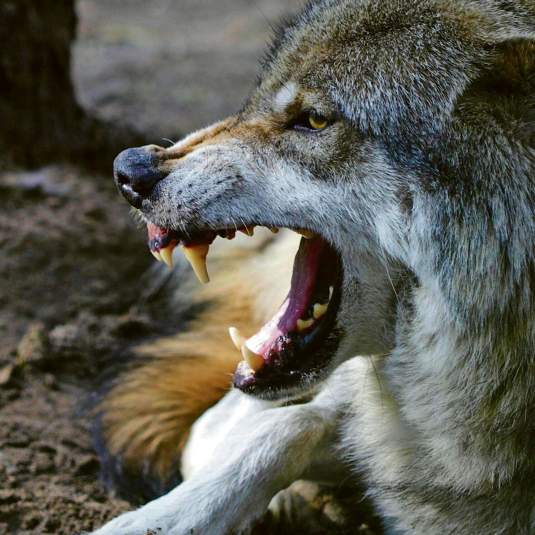 „Achtung Wolfsgebiet!“: Erstes Amt warnt Spaziergänger und Eltern!