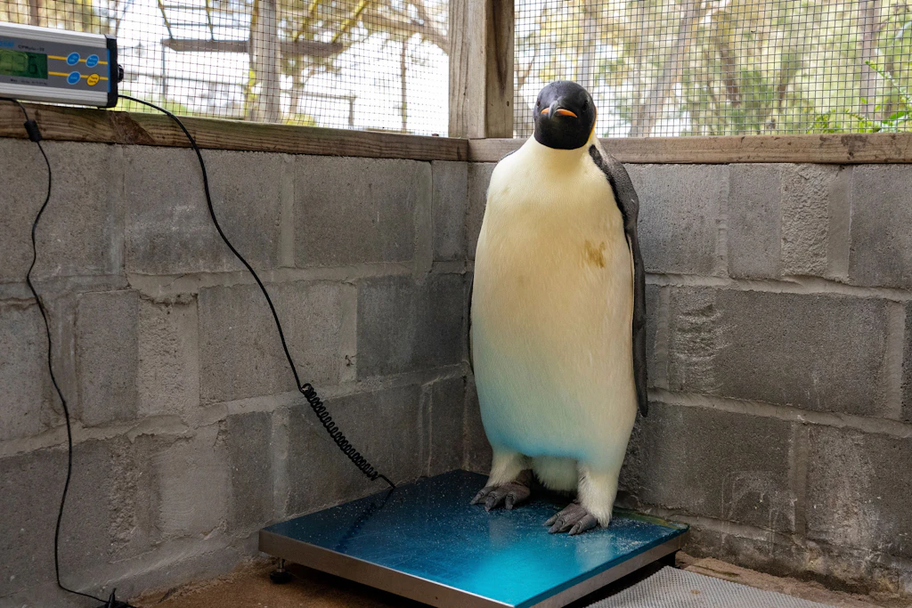İmparator penguen Gus'ın bir görevi var