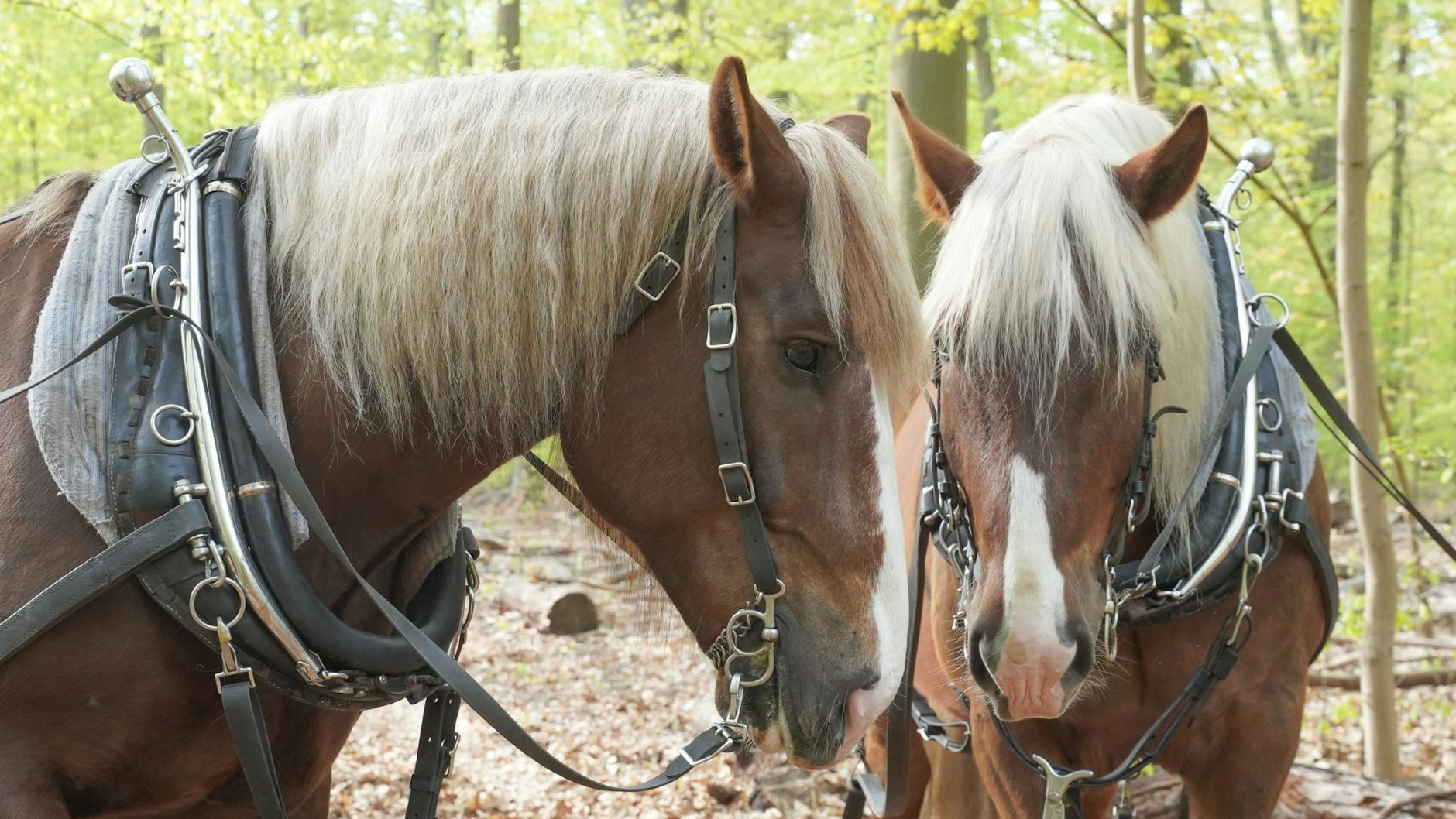 Die Arbeitspferde „Pauli“ und „Bubi“ sind in Grunewald tätig.