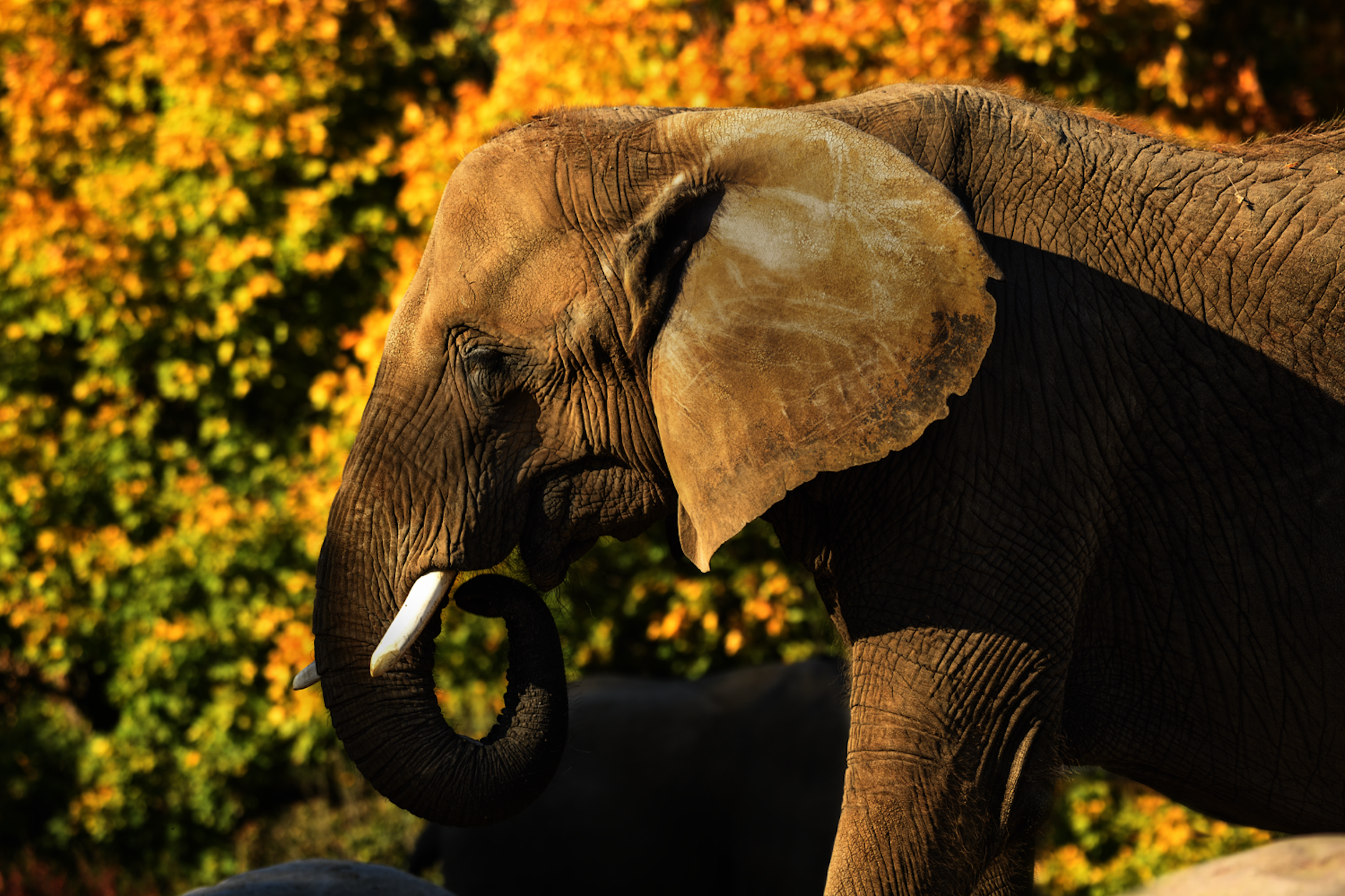 Ein Afrikanischer Elefant. 15 davon sollen im neuen Elefantenhaus im Tierpark wohnen.