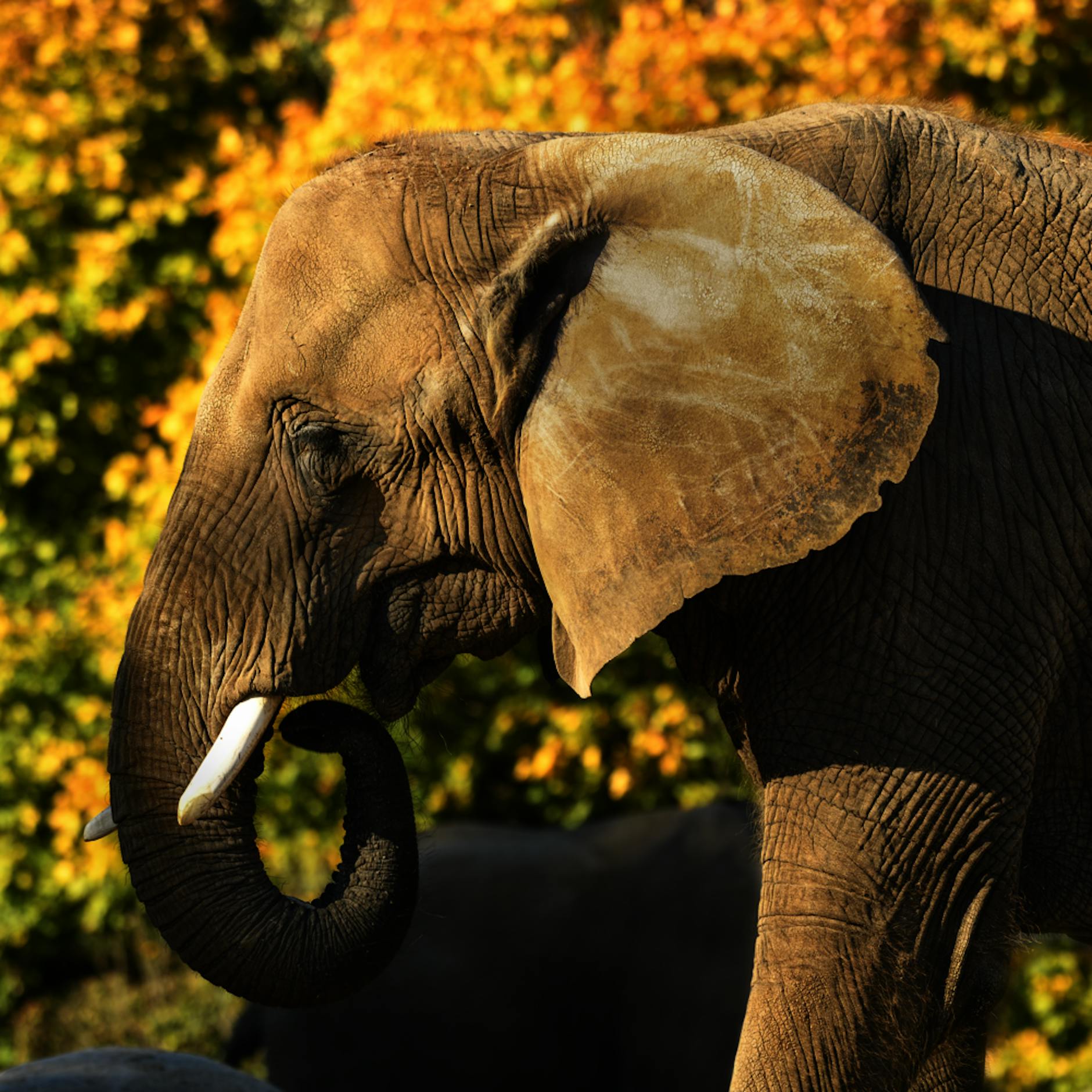 Image - Tierpark Berlin: Richtfest für neues Elefantenhaus gefeiert