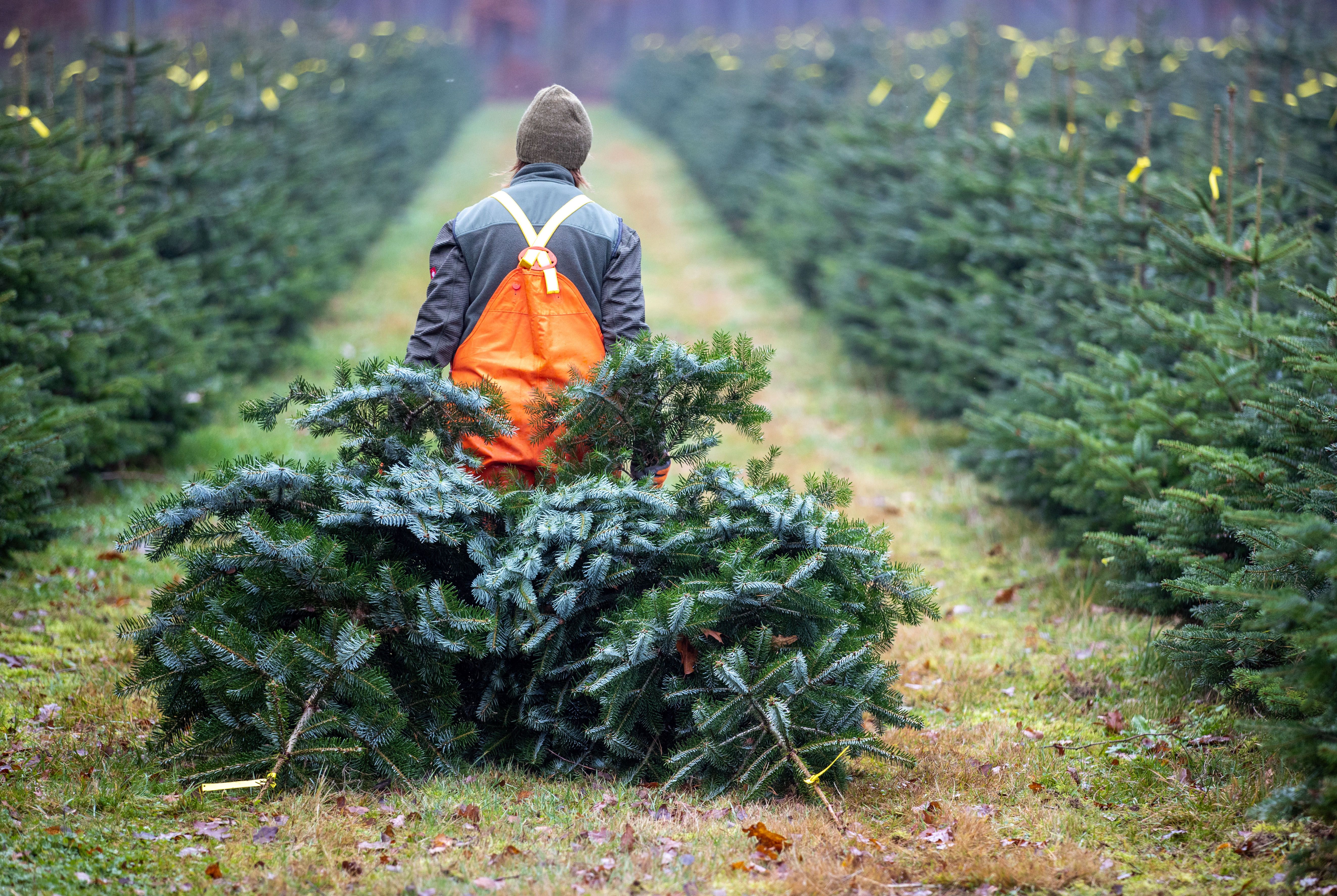 Teuer-Schock im Dezember: Irre Preise für Bahn, Weihnachtsbaum und Co.