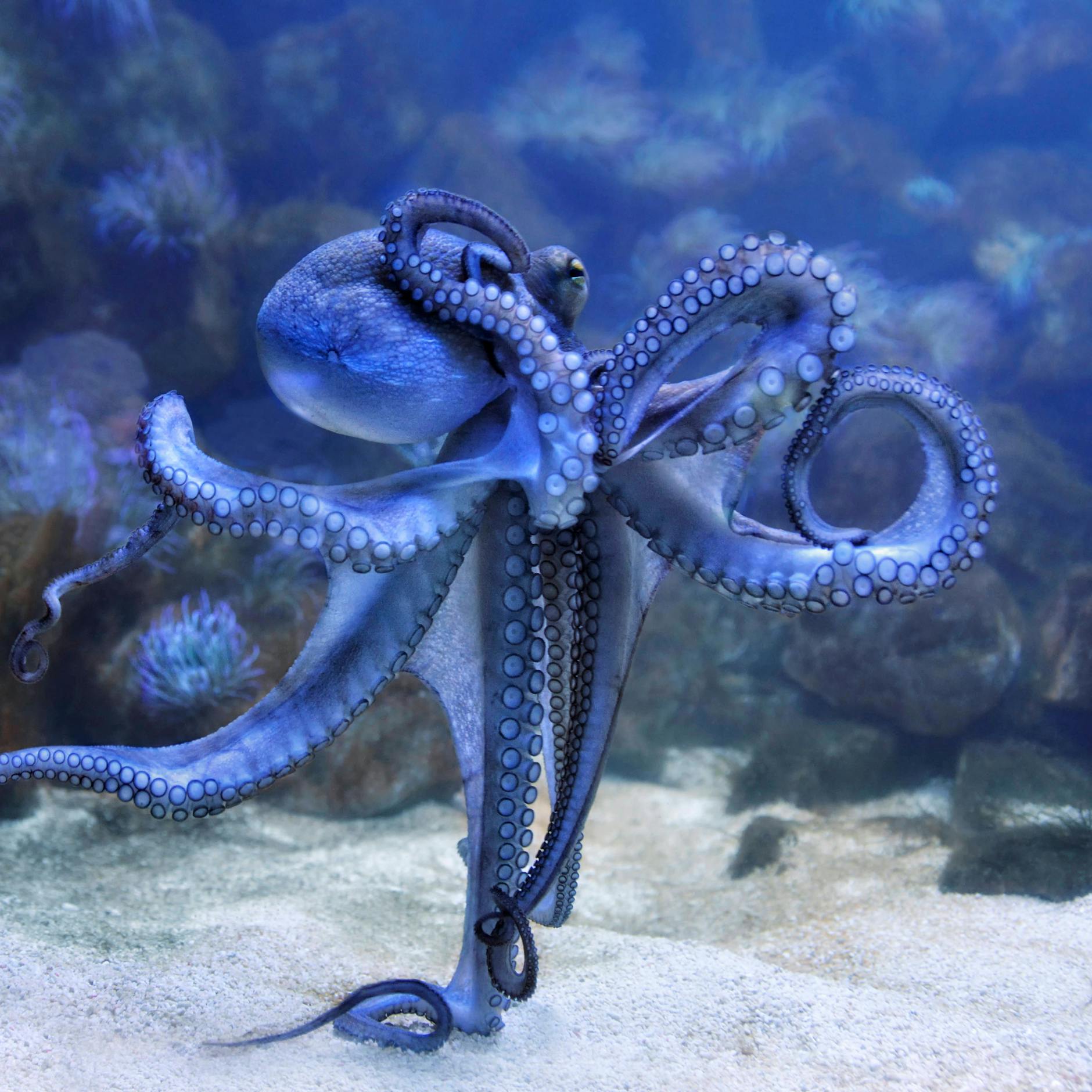 Image - Biologe aus Oxford: Dieses Lebewesen könnte nach dem Menschen die Weltherrschaft übernehmen