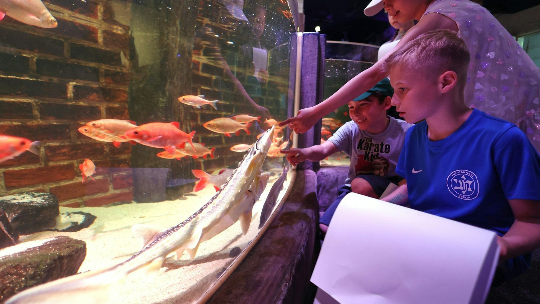 Nach Aquadom-Platzer: Sea Life Berlin macht Schotten nun ganz dicht!