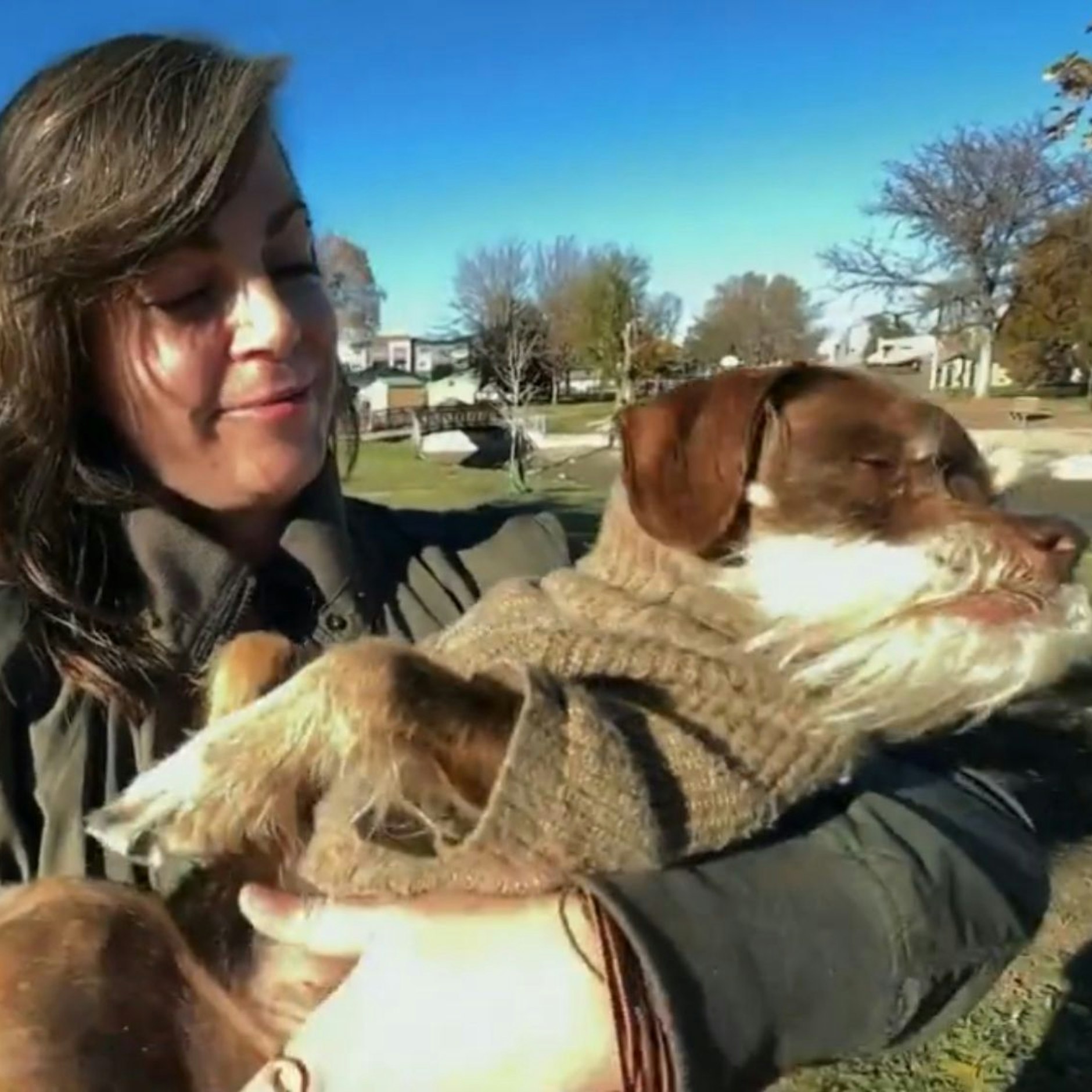 Dog wheelchair theft with a wonderfully happy ending