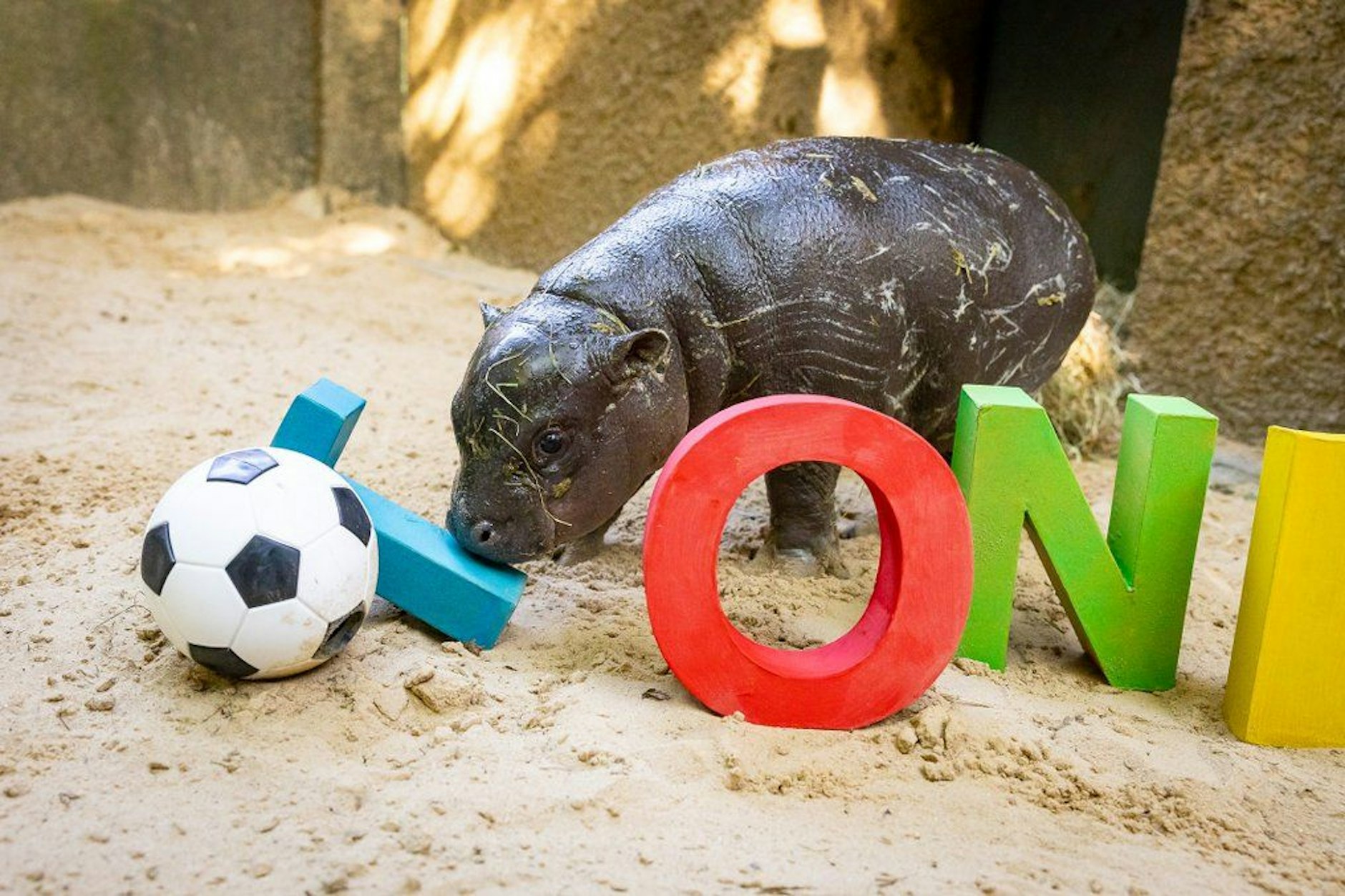 Dieser Fußball und auch die bunten Buchstaben stehen bei der Auktion zum Verkauf.