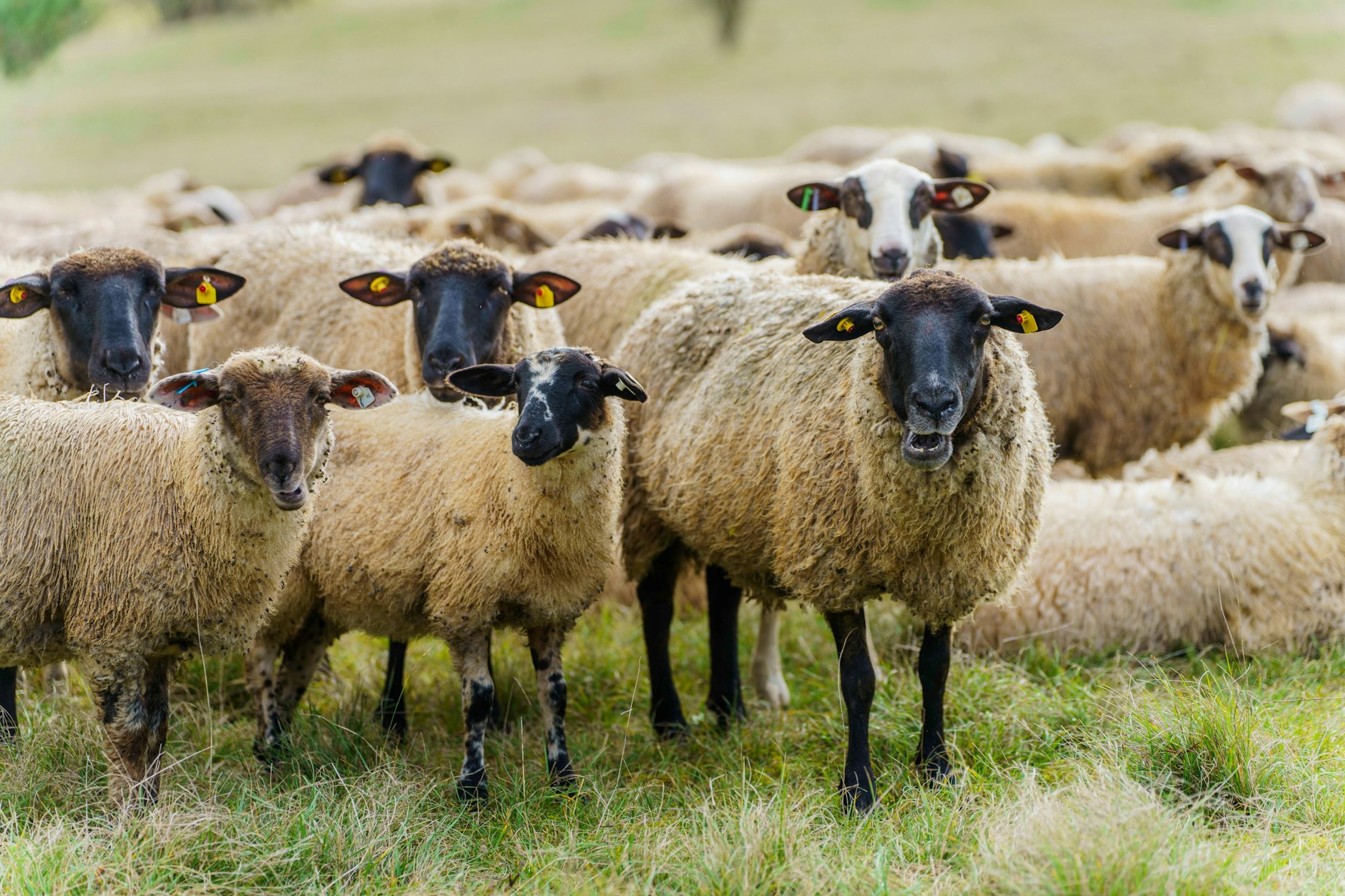 In Treptow-Köpenick grasen Schafe auf dem Friedhof Baumschulenweg.