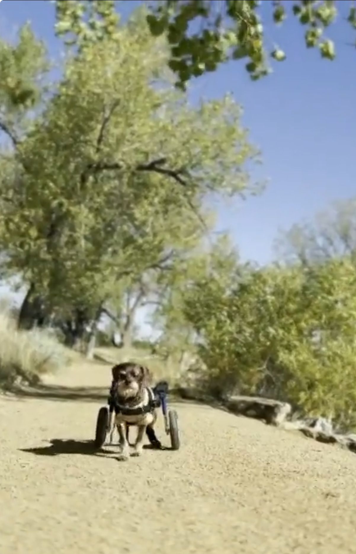 Hunderollstuhl-Klau mit tierisch schönem Happy End