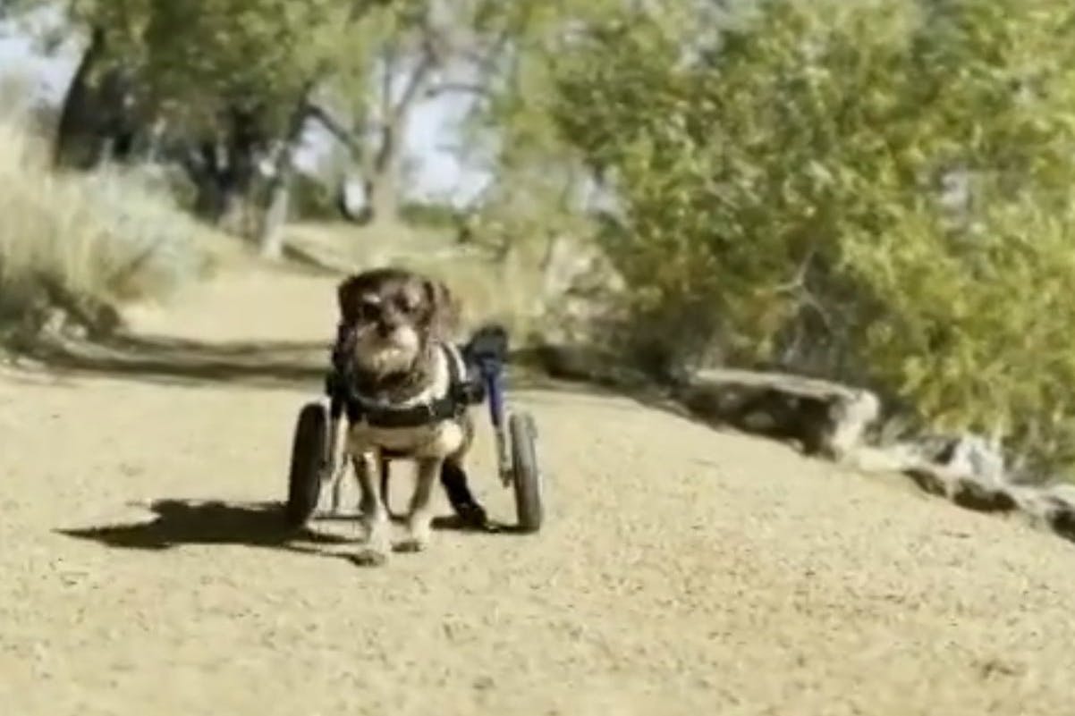 Schnauzer-Mischling Griff mit seiner Rollstuhl-Spezialanfertigung.