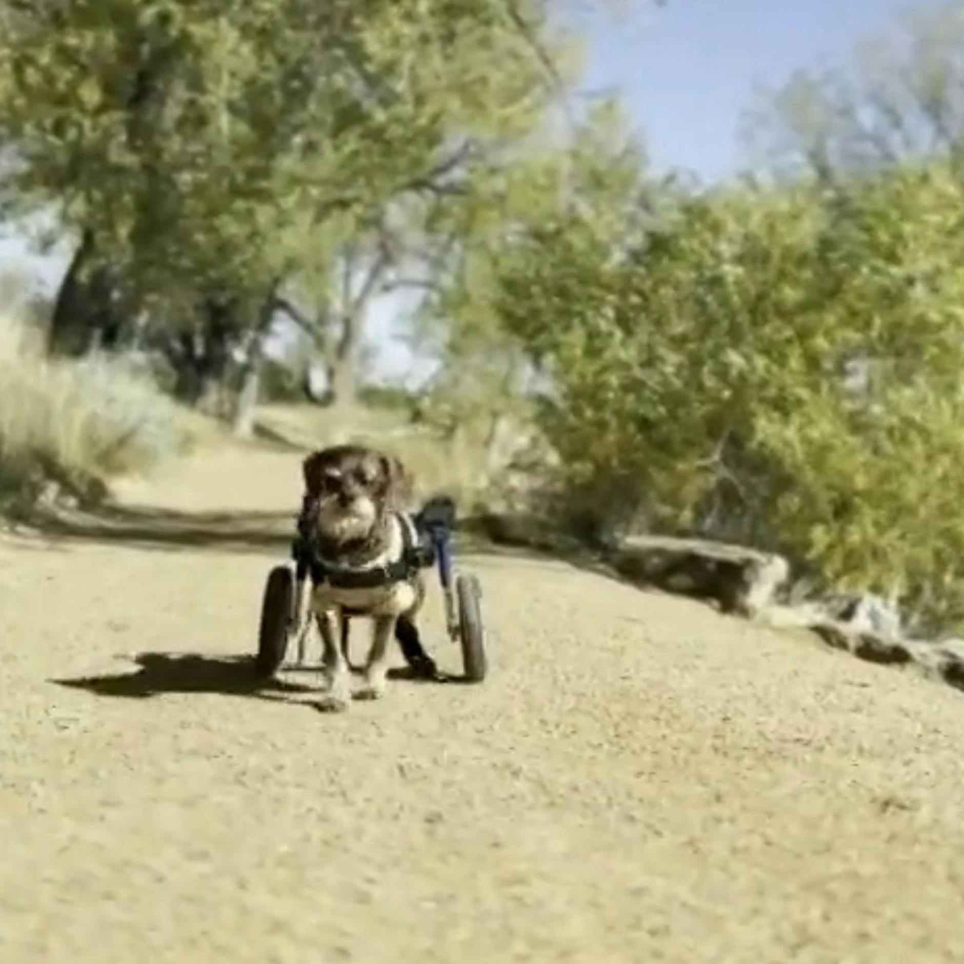 Hunderollstuhl-Klau mit tierisch schönem Happy End