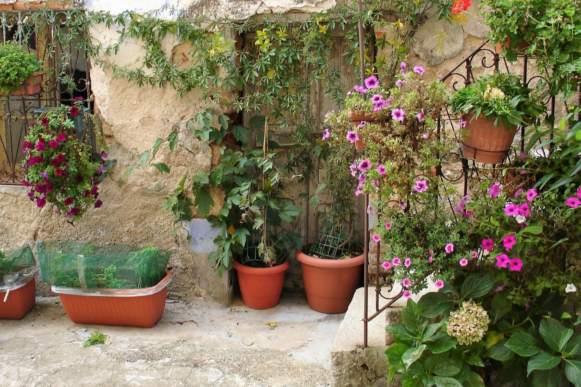 Die bewachsene Fassade eines Hauses in Ollolai.