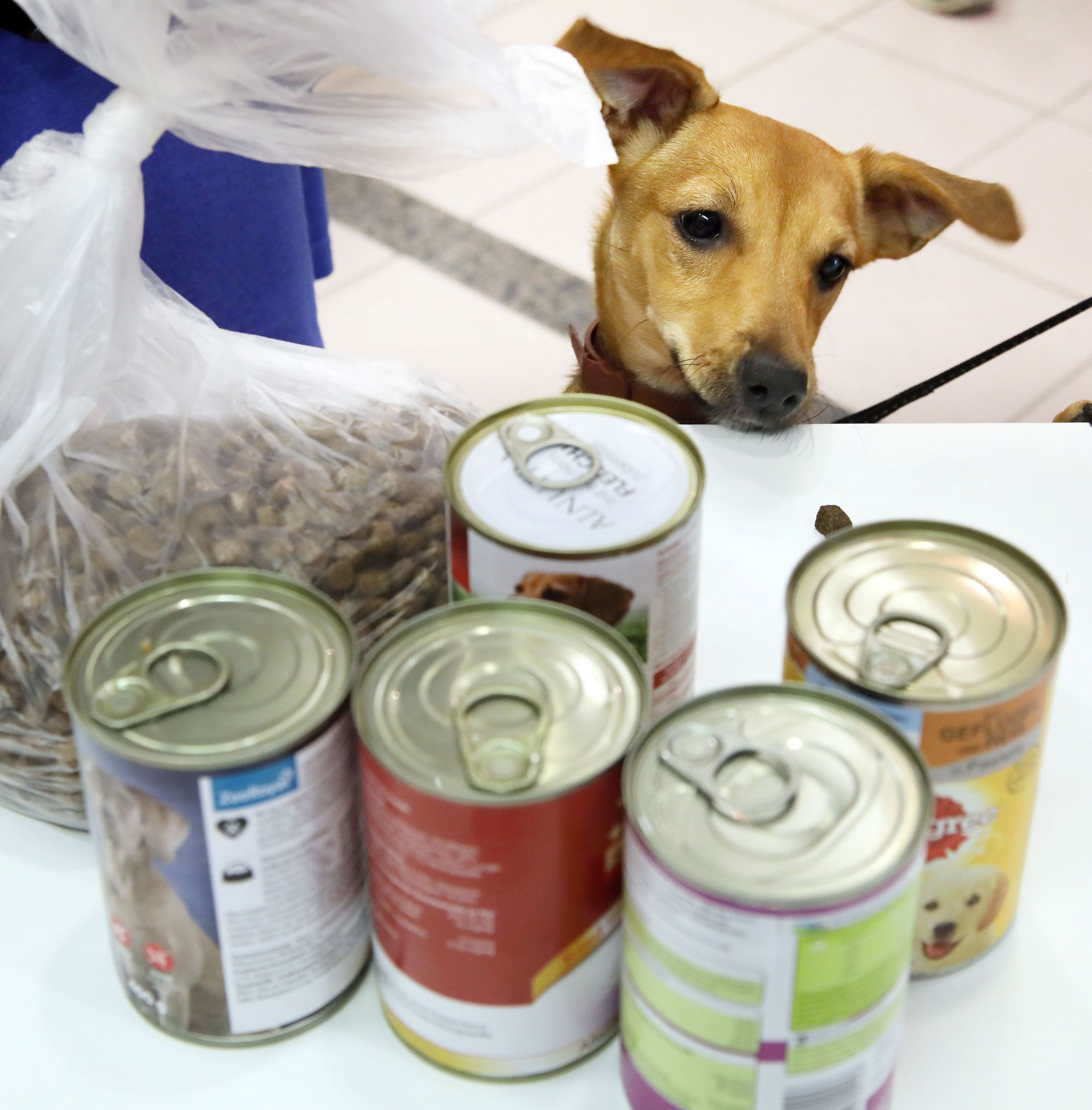 Fiese Feuer-Attacke! Herzlos-Idioten greifen Berliner Tiertafel an