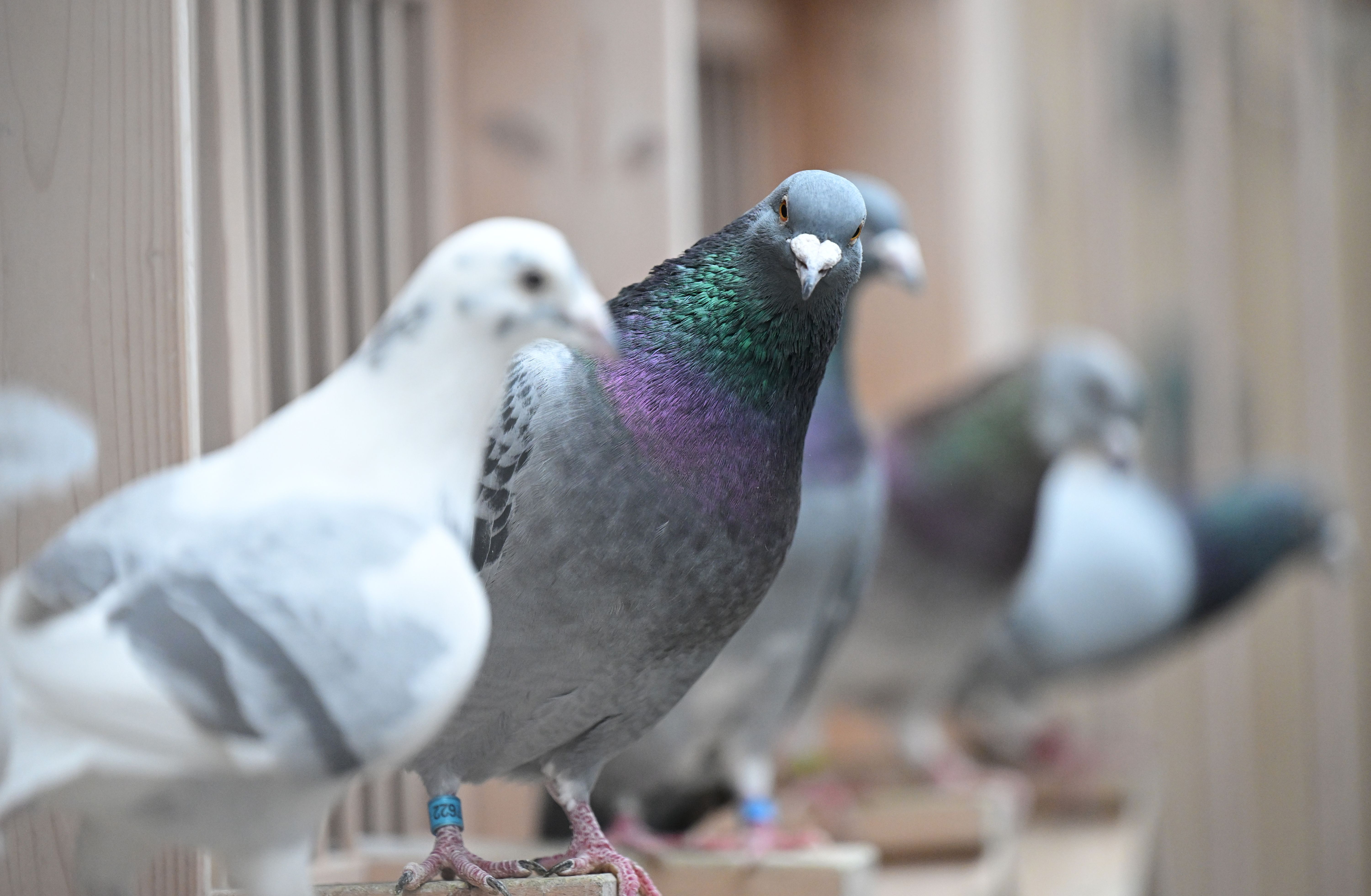 200 Leute wegen Tauben-Kacke in Tiefgarage gefangen: Lustige Meldungen des Tages