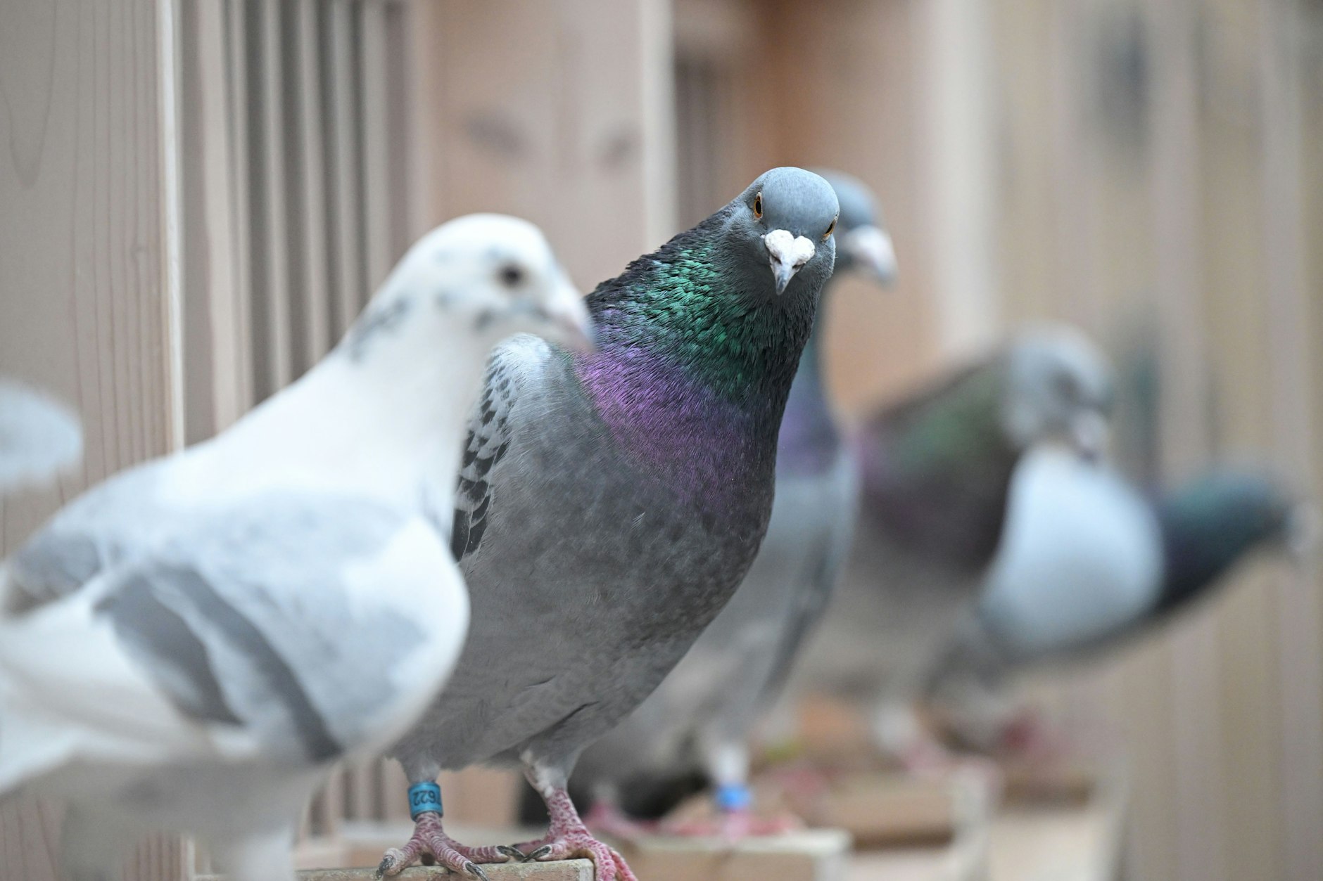 Tauben und ihre Hinterlassenschaften hatten offenbar in der Tiefgarage einen Kurzschluss ausgelöst (Symbolfoto).