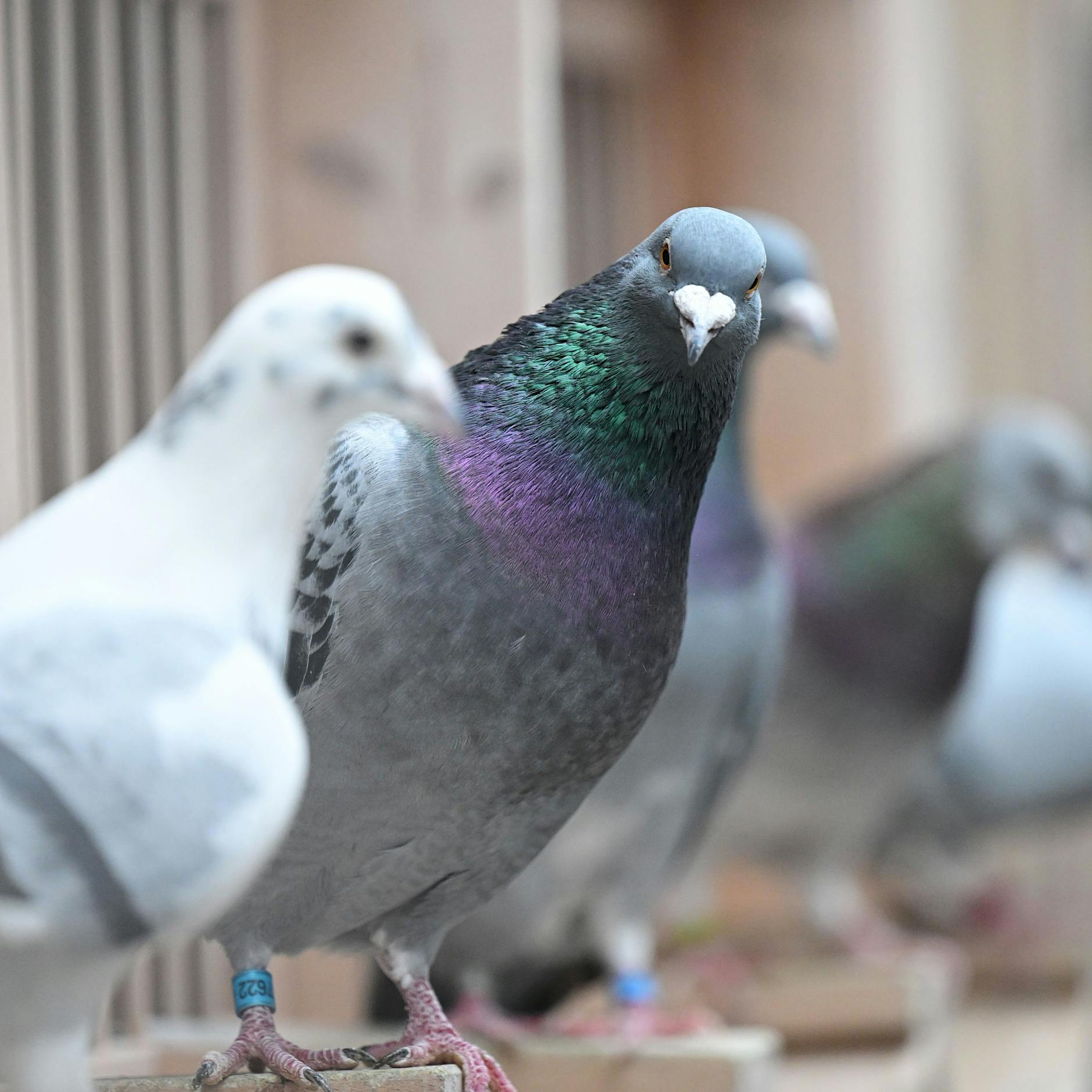200 Leute wegen Tauben-Kacke in Tiefgarage gefangen: Lustige Meldungen des Tages