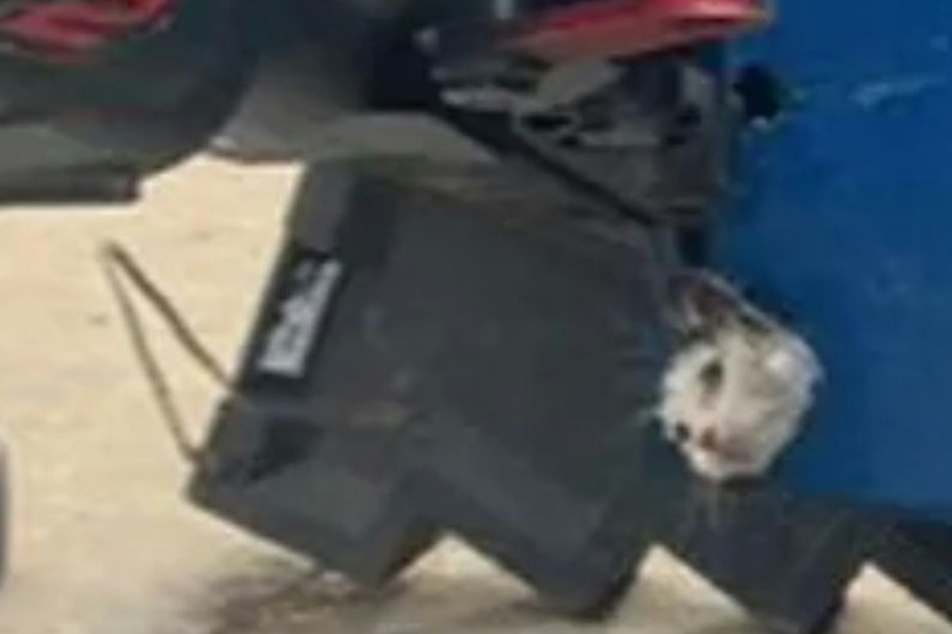 Das Kätzchen war in einen Mülleimer geklettert