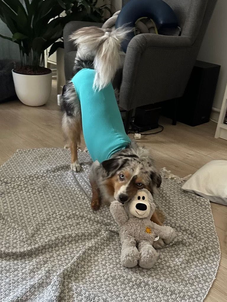 Hundeskanzler Lenni mit seinem liebsten Kuscheltier nach seiner Operation.