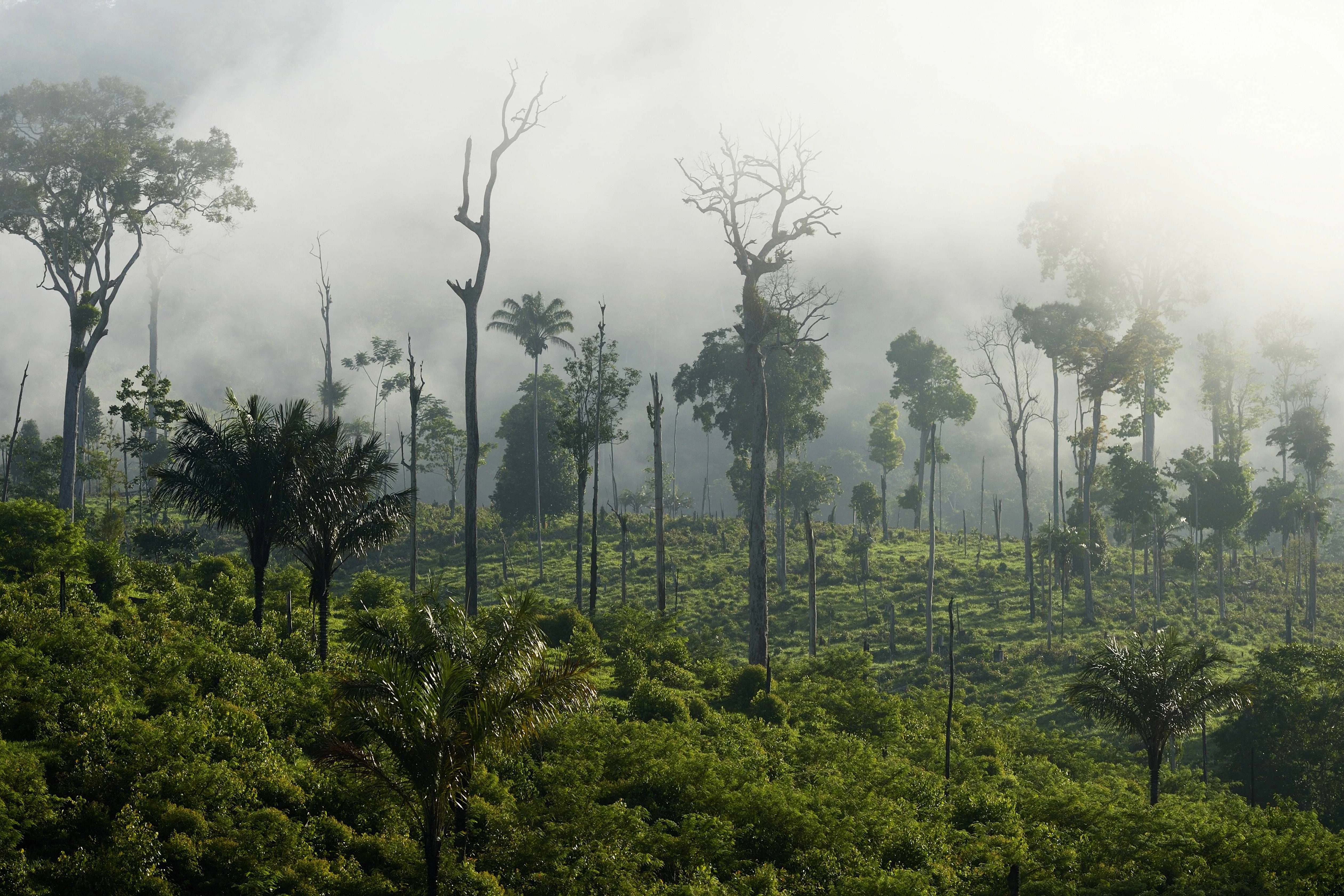 Rodung im Amazonas