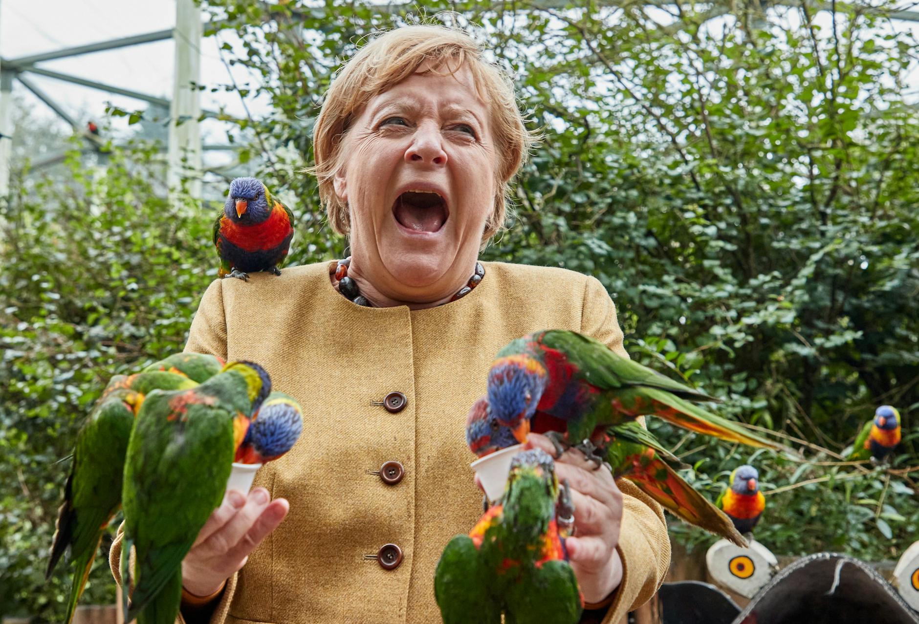 Angela Merkel füttert australische Loris im Vogelpark Marlow.