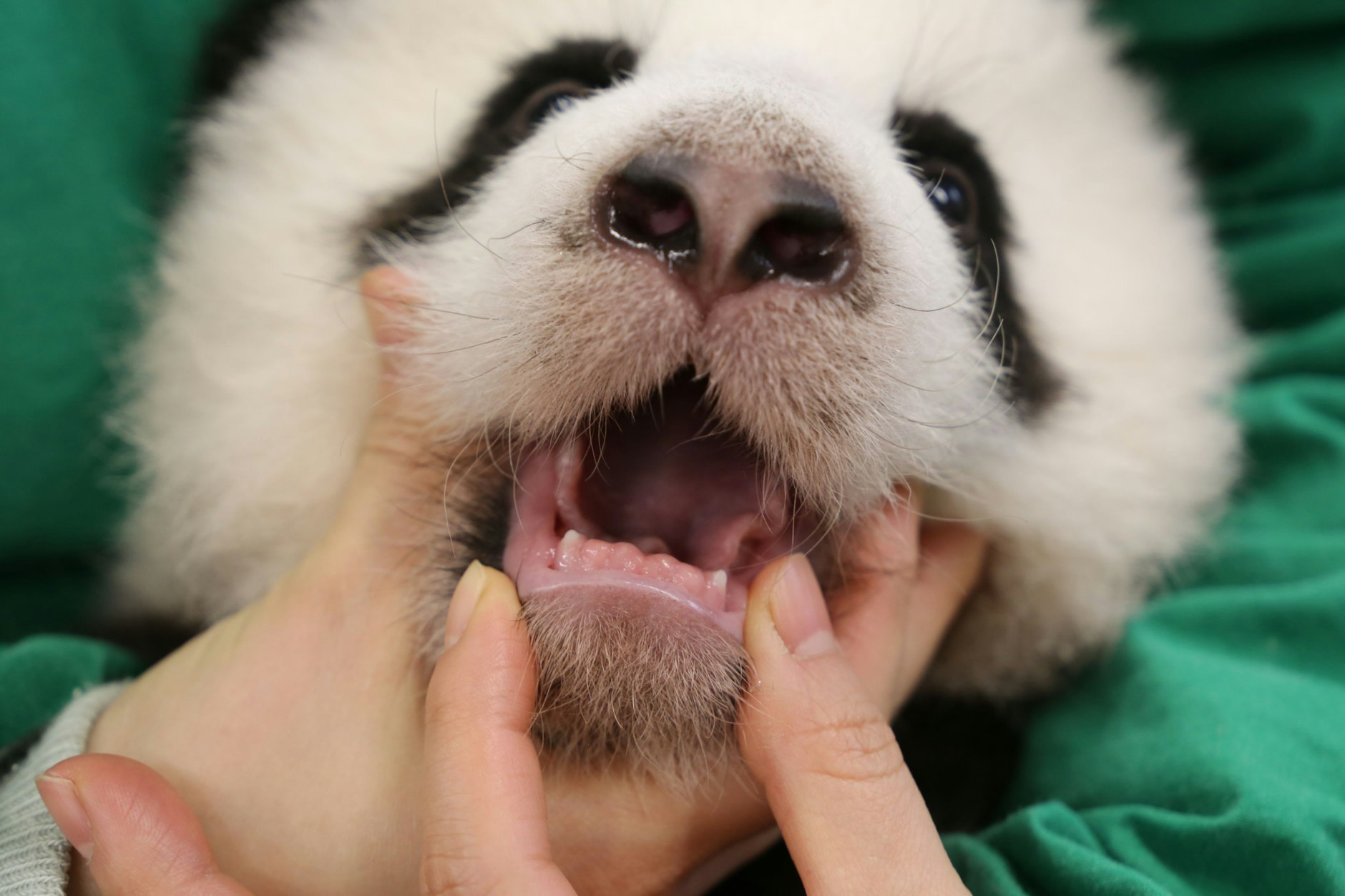 Die Berliner Panda-Babys aus dem Zoo Berlin zeigen jetzt ihre ersten kleinen Zähne.