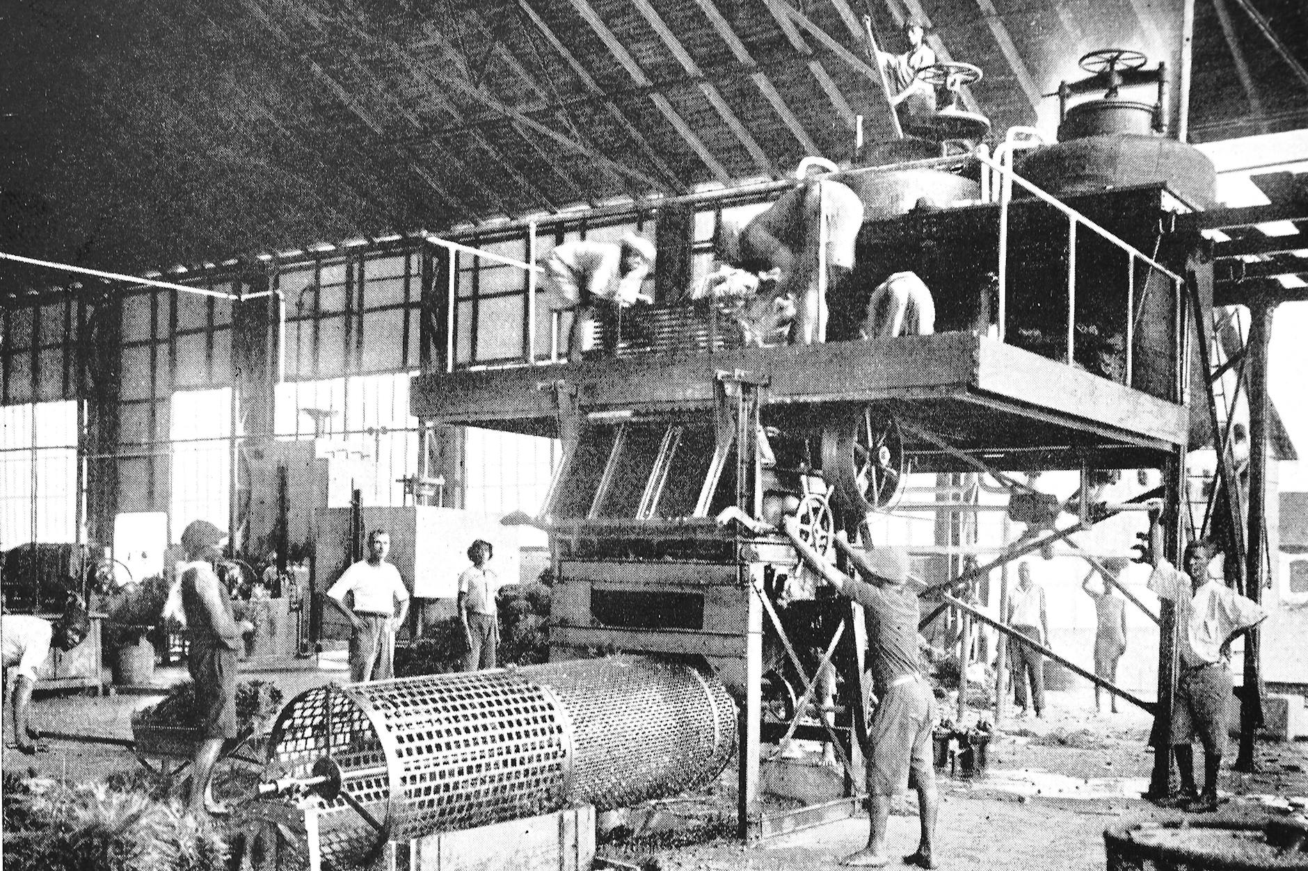 Deutsche Palmölfabrik in Kamerun, Anfang 20. Jahrhundert