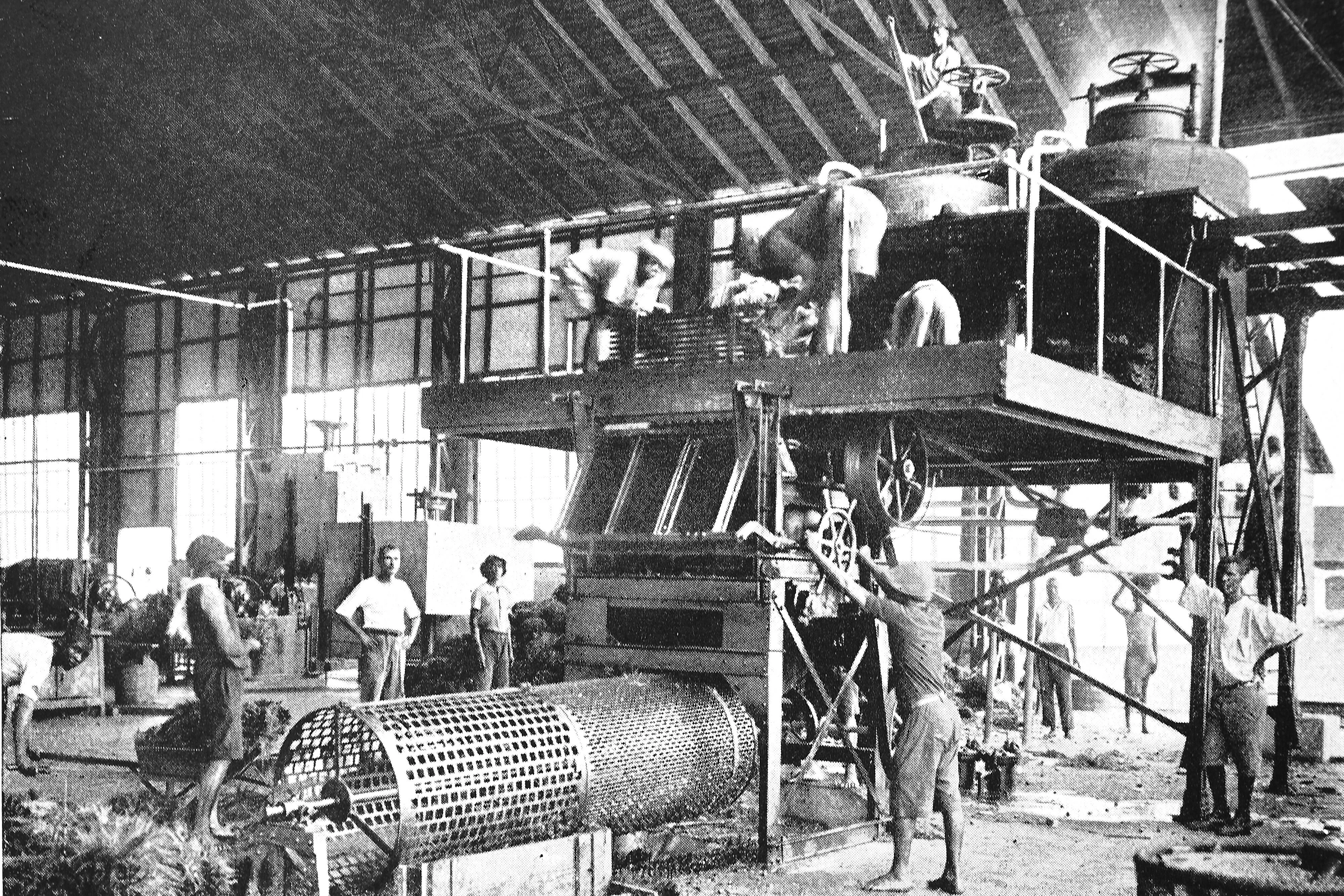Deutsche Palmölfabrik in Kamerun, Anfang 20. Jahrhundert
