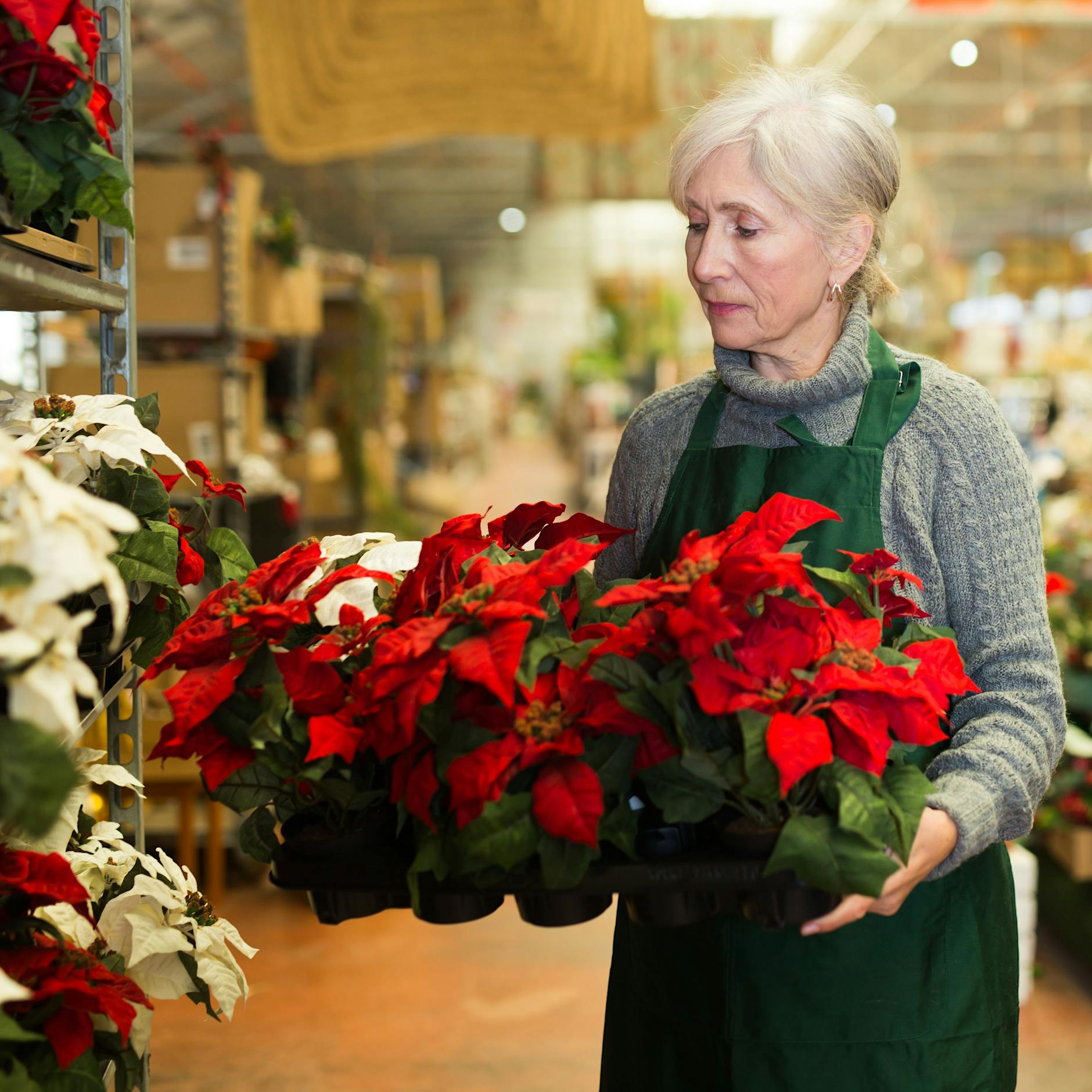 Weihnachtsstern verliert seine Blätter – was tun?