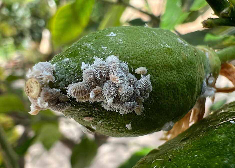 Schmierläuse haben Pflanzen im Botanischen Volkspark Blankenfelde befallen.