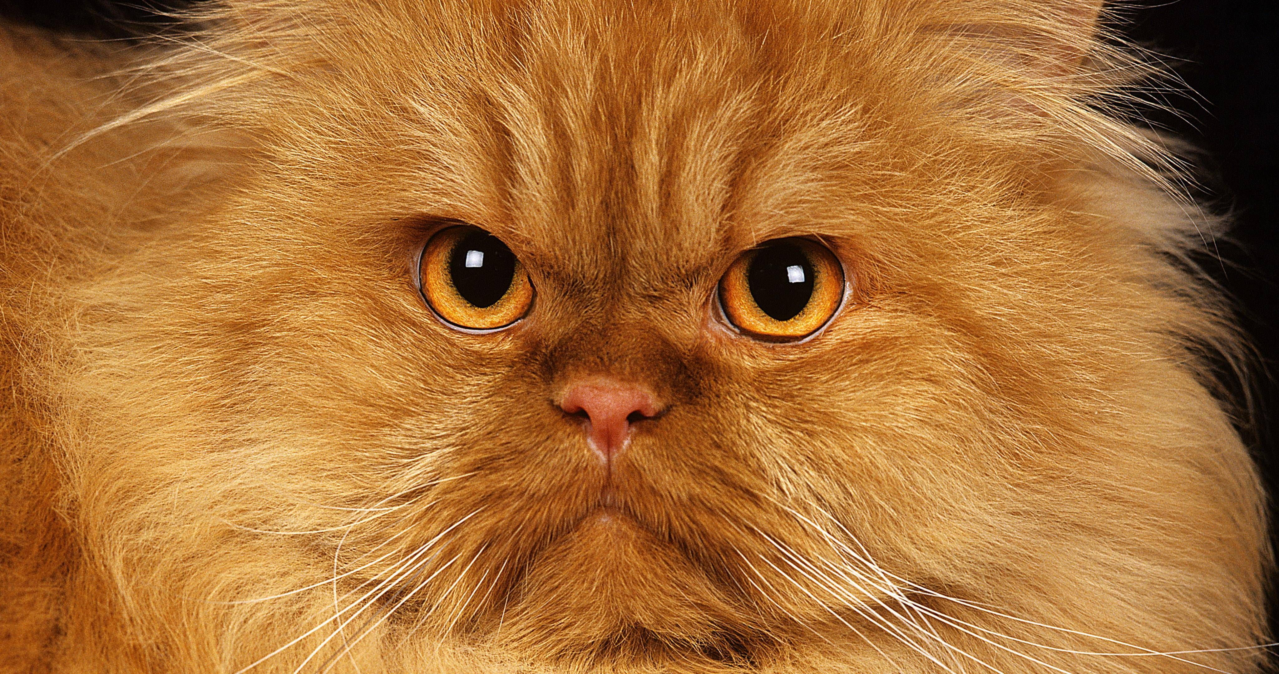 Mann von eigener Katze zu Tode gekratzt?