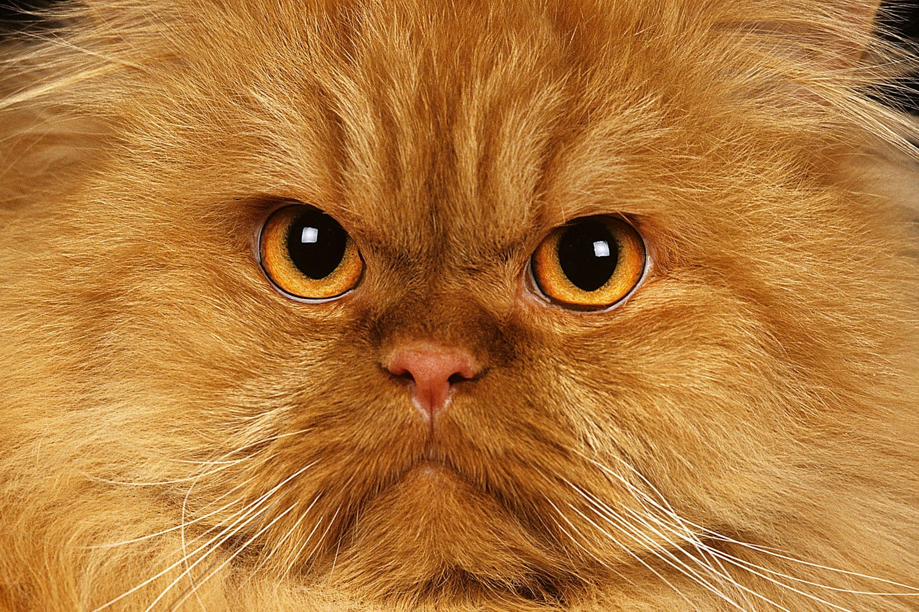 Eine Katze, ähnlich aussehend wie diese, soll schuld am Tod eines 55-jährigen Russen sein. (Symbolbild)