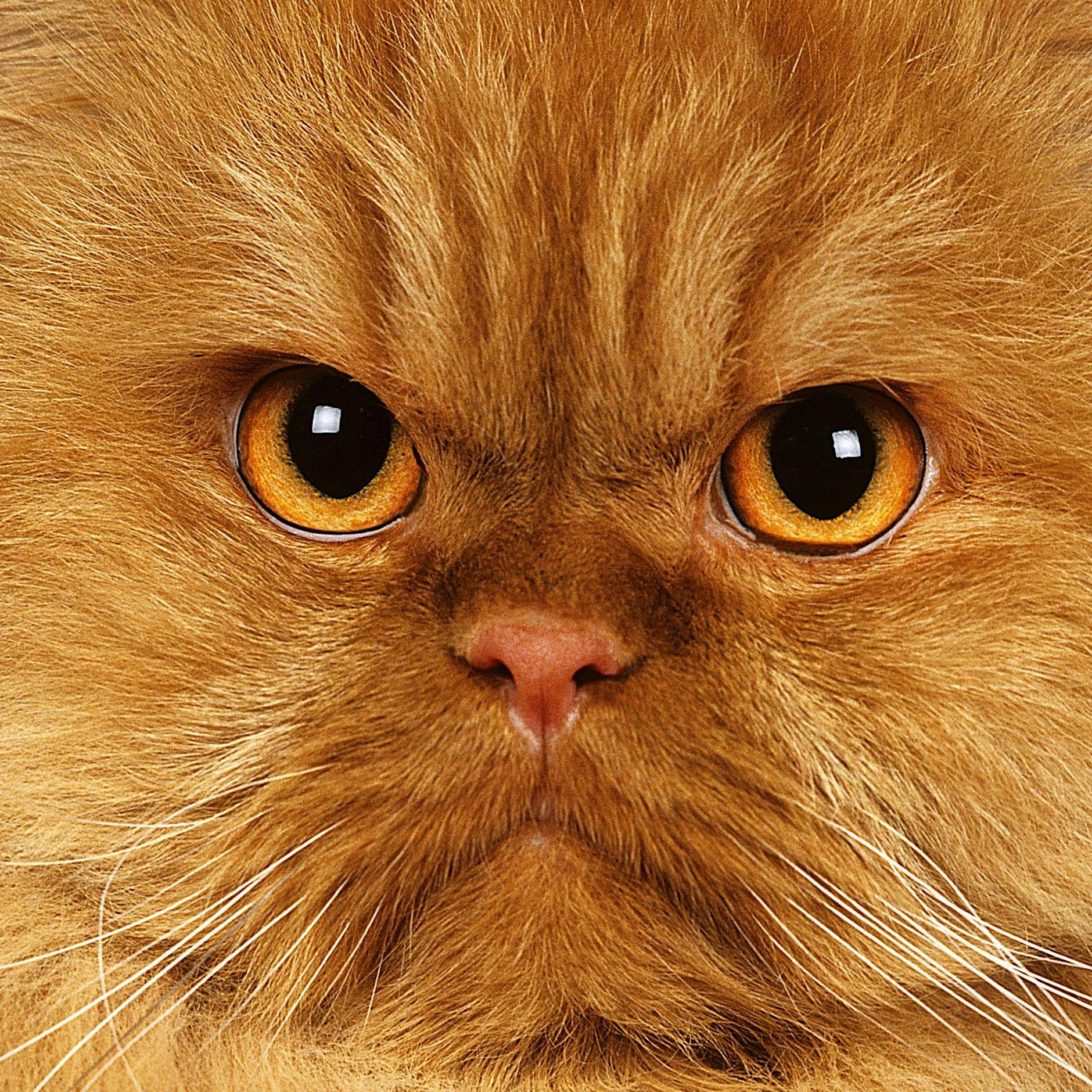 Mann von eigener Katze zu Tode gekratzt?