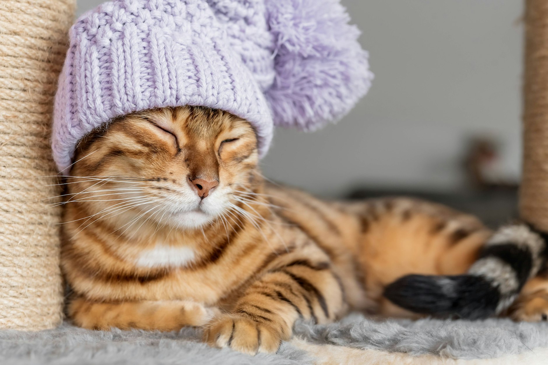 Ein Mützchen müssen Sie Ihrer Katze nicht gleich stricken. Aber es stimmt: Katzen verlieren Wärme unter anderem über den Kopf.