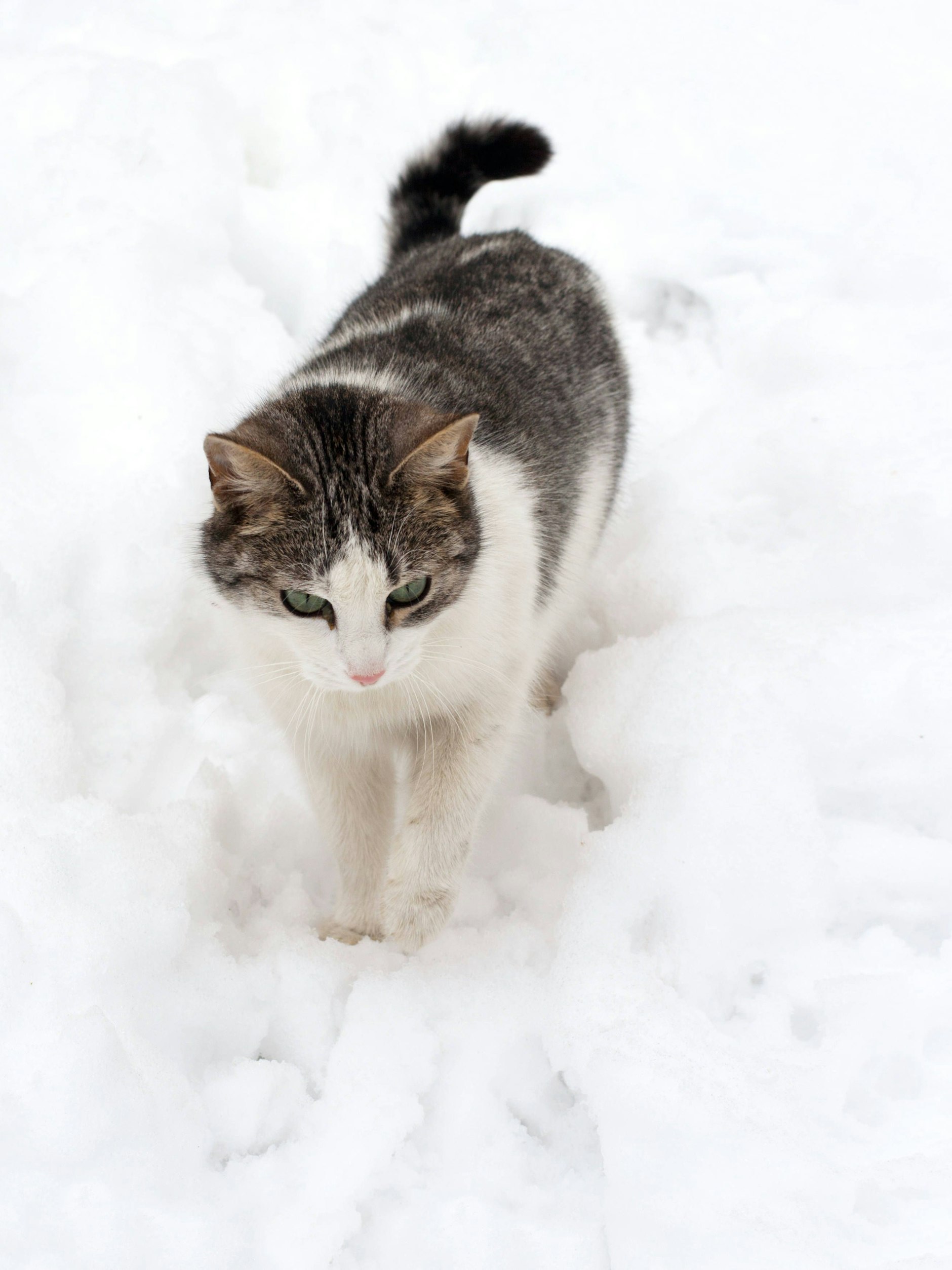 Katzen, die auch sonst Freigang haben, sollten auch im Winter raus können – wenn sie gesund sind und es wollen.