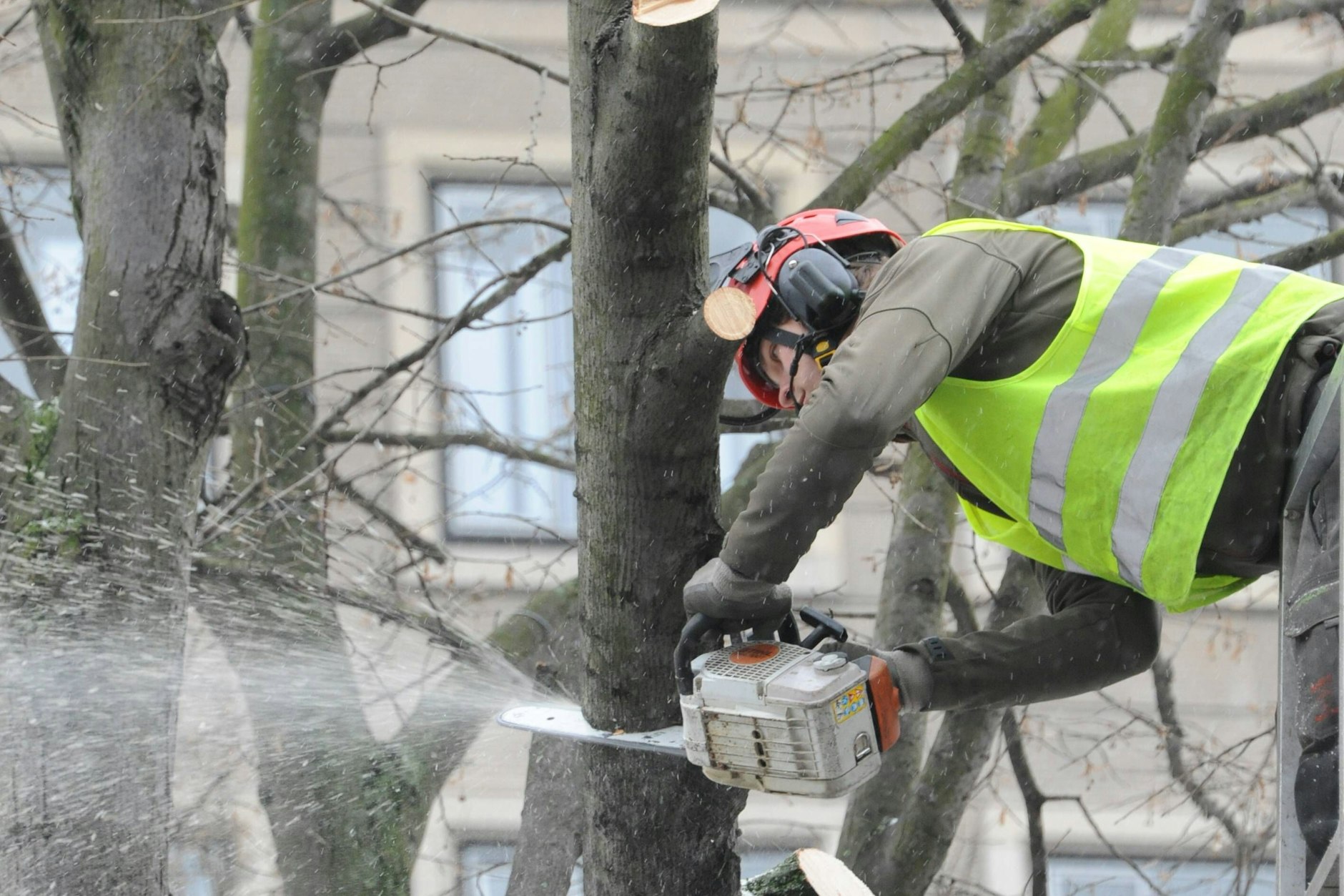 In Treptow-Köpenick werden an mehreren Tagen im Dezember Bäume gefällt.
