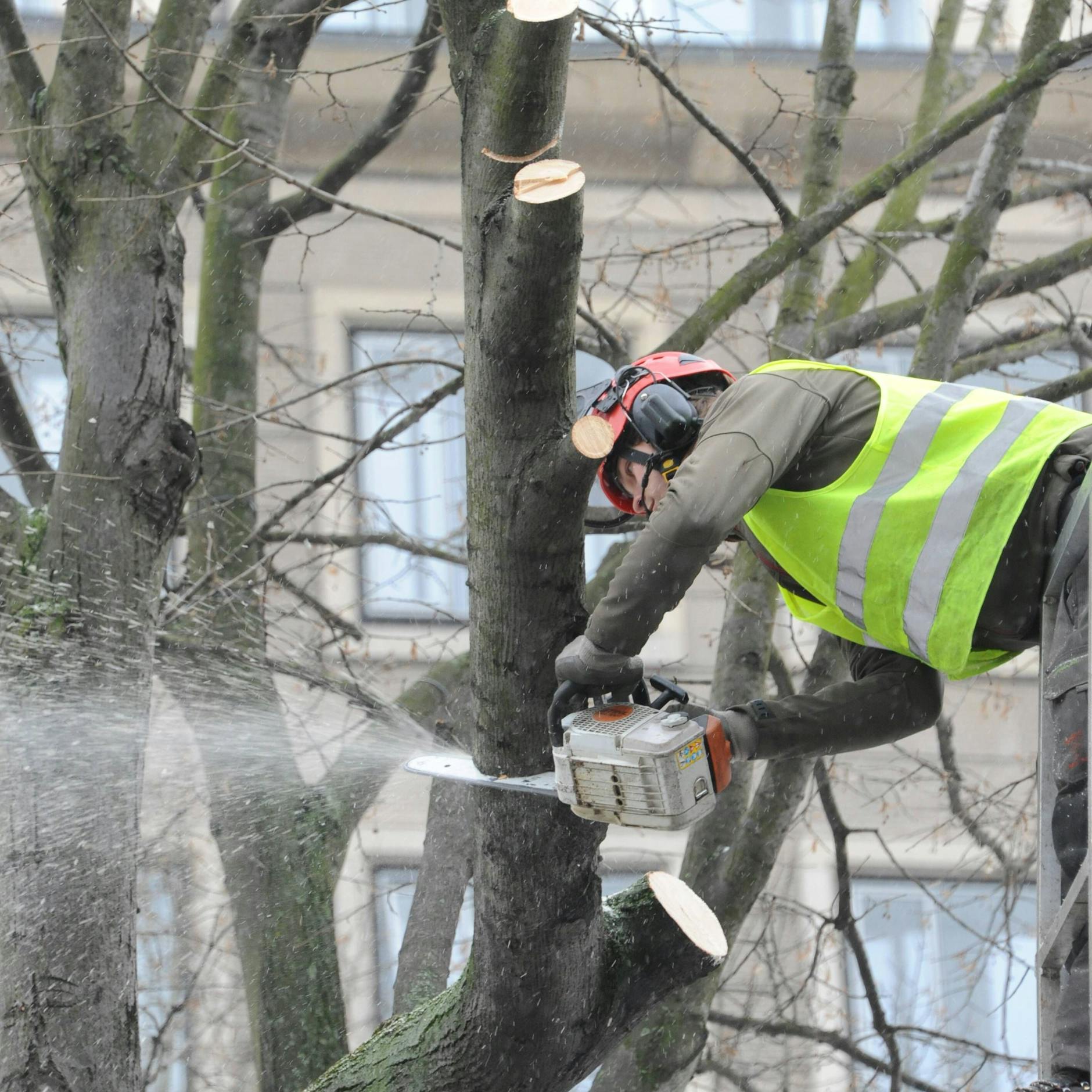 Image - Treptow-Köpenick: Hier werden Bäume aus Sicherheitsgründen gefällt