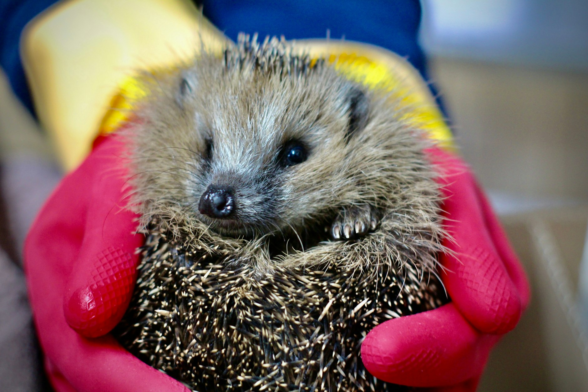 Kleiner Frechdachs: Dieser putzige Igel erobert Herzen im Sturm. Nachdem er aufgepäppelt wurde, darf er zu einer Patin ziehen, die sich liebevoll um ihn kümmern wird – im Frühling darf er zurück in die Natur.