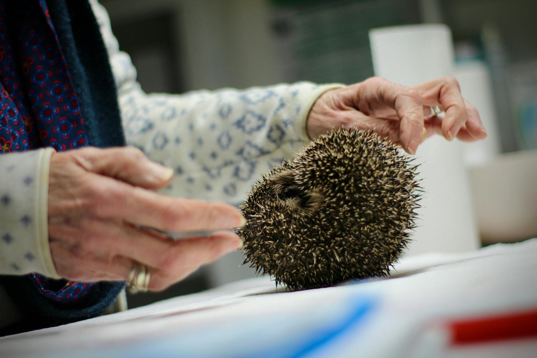 Igel sind geschützte Wildtiere, keine Haustiere. Sie dürfen nur bei Krankheit oder Verletzung aufgenommen werden, um sie zu pflegen. Nach der Genesung müssen sie jedoch unverzüglich wieder in die Freiheit entlassen werden, wie es das Bundesnaturschutzgesetz vorschreibt.