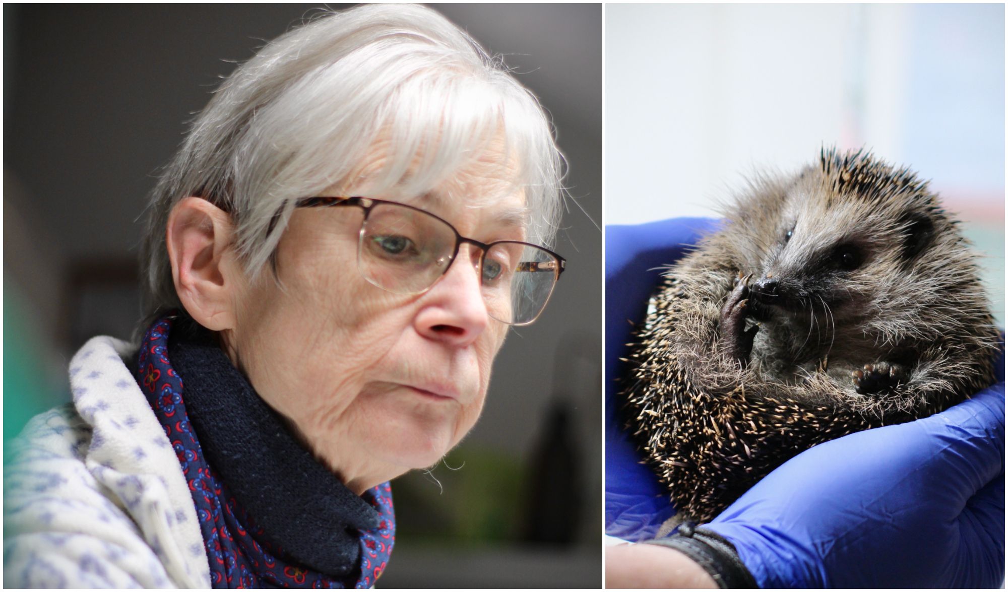 Igel-SOS: Hermsdorfer Station kämpft um jedes Stacheltier!