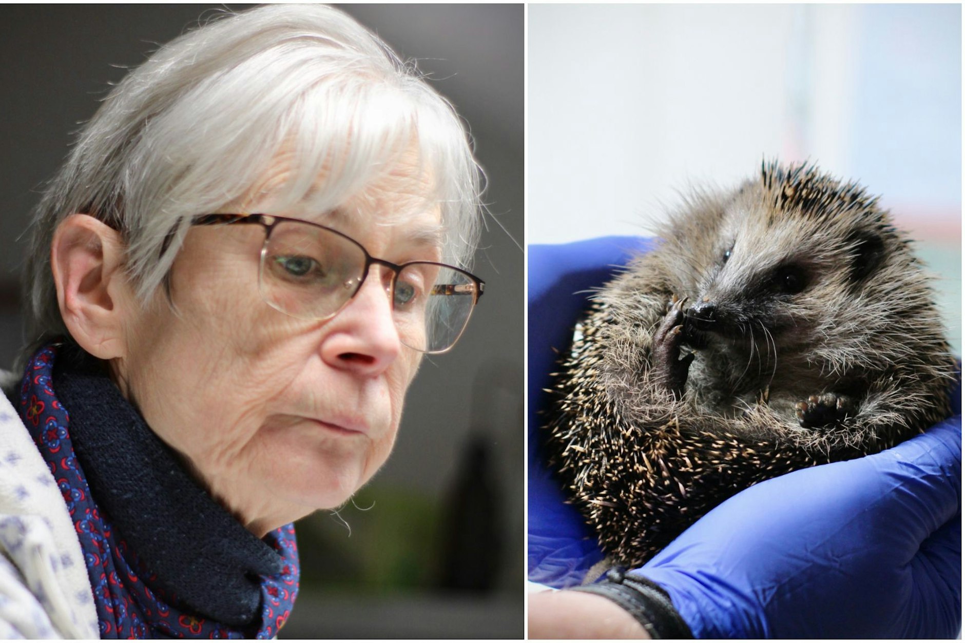 Gabriele Gaede, seit 42 Jahren im Einsatz für Berlins Igel, leitet die Hermsdorfer Igelstation. Unter ihrer Führung wurden Tausende Stacheltiere gepflegt und ausgewildert.