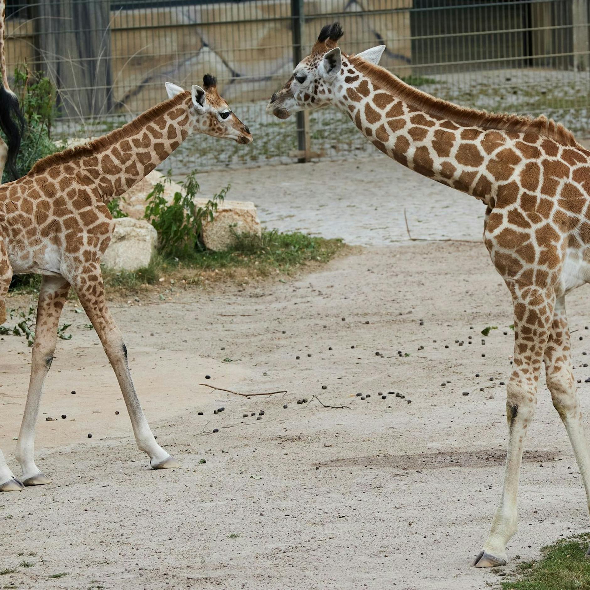 Image - Artenschutz: Bezirksamt Lichtenberg würdigt Tierpark Berlin
