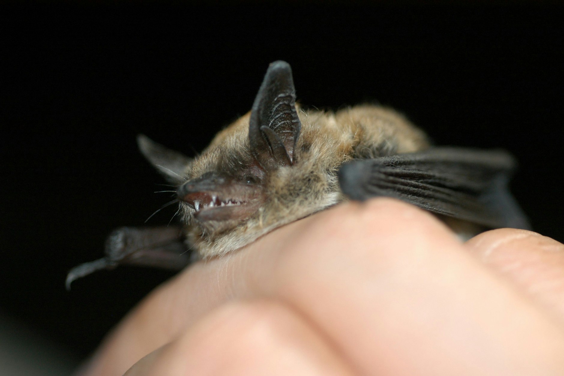 Eine kleine Fledermaus wurde einer Lehrerin in Kalifornien zum tödlichen Verhängnis. (Symbolfoto)