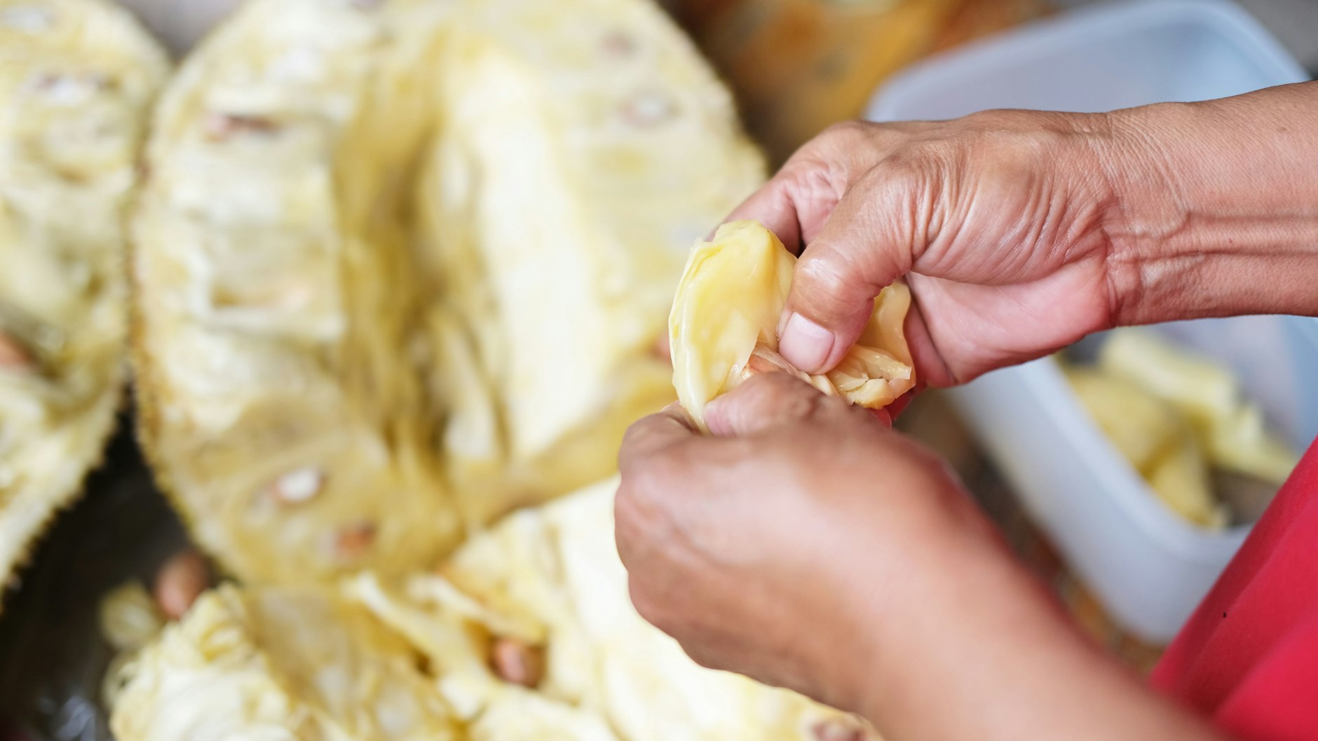 Die Jackfruit wird mit den Fingern herausgelöst.