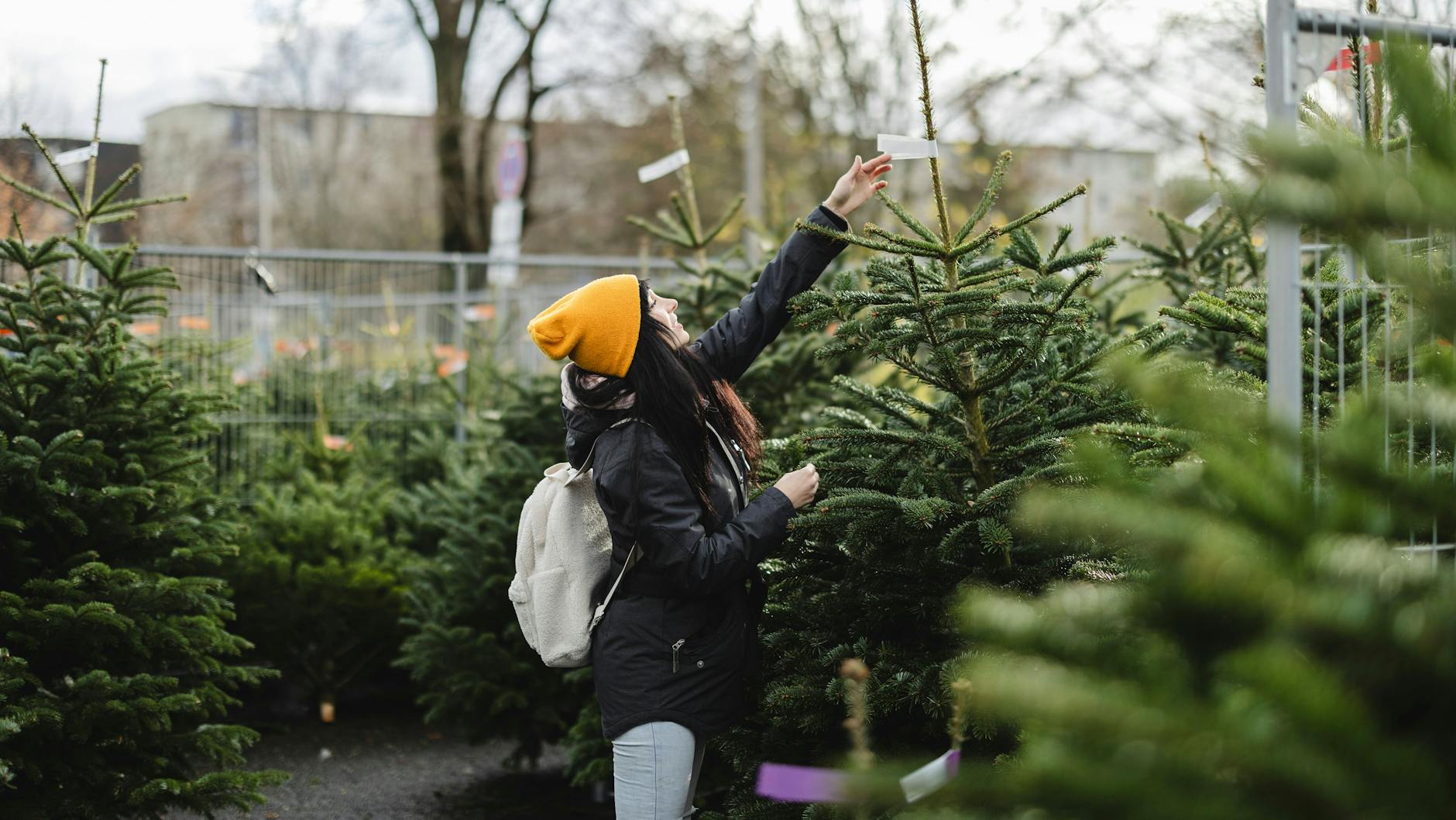 Bei der Wahl des Weihnachtsbaums auch auf die Größe achten, am besten den späteren Standort vorher ausmessen.