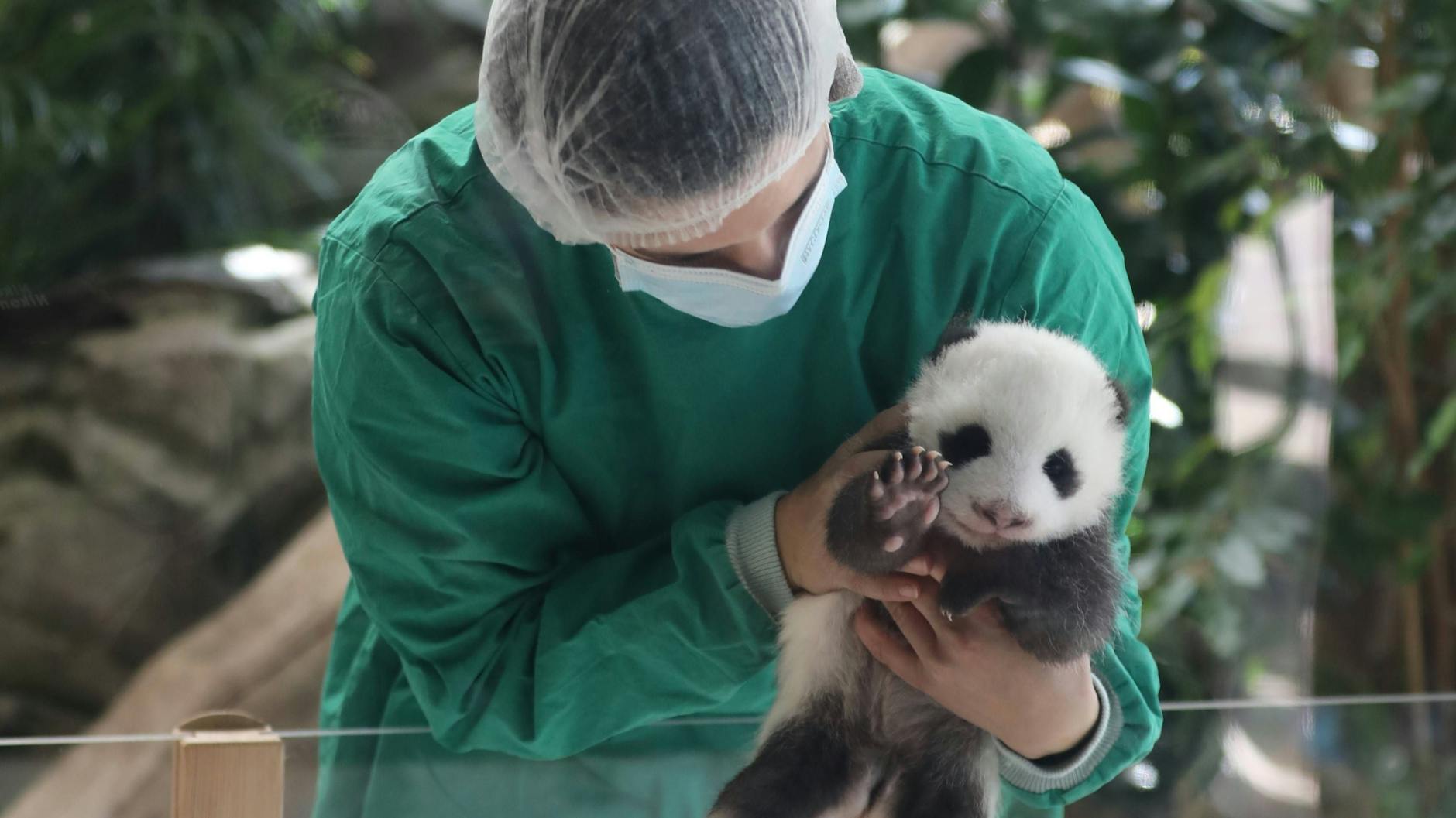 Seit Oktober können Zoo-Besucher die Panda-Babys schon sehen.